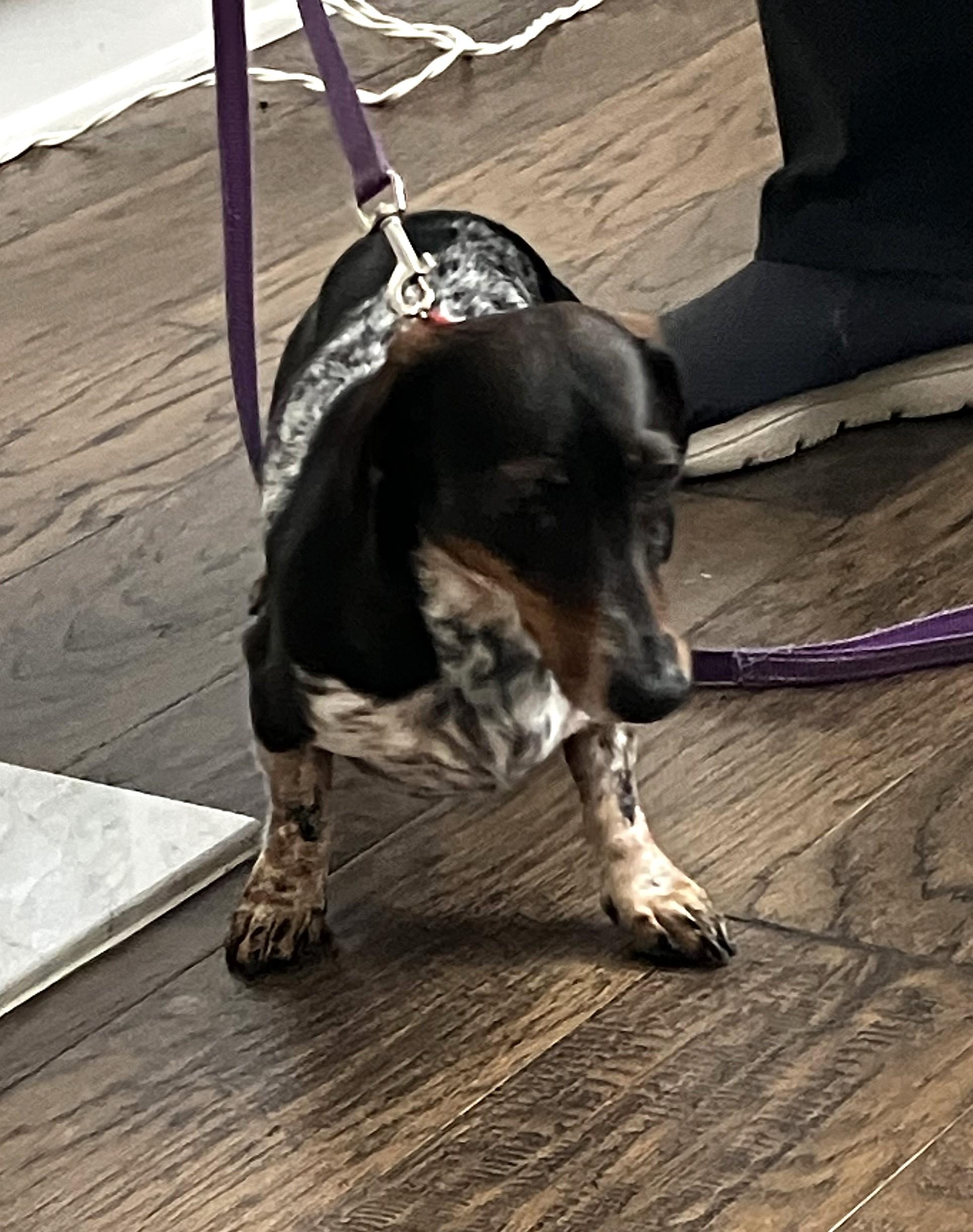 Enlarge Rudy in GA (Yes, I'm a girl.), a ADOPTABLE Dachshund in Suwanee, GA image 3/4