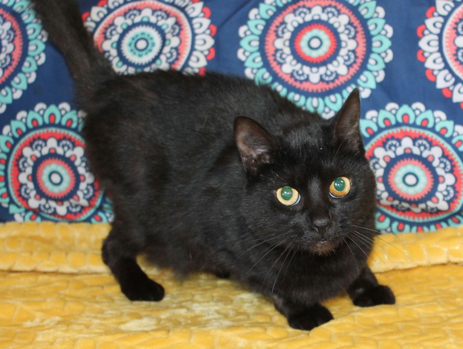 Princess - 43158, Adoptable, Adult Female Domestic Short Hair.