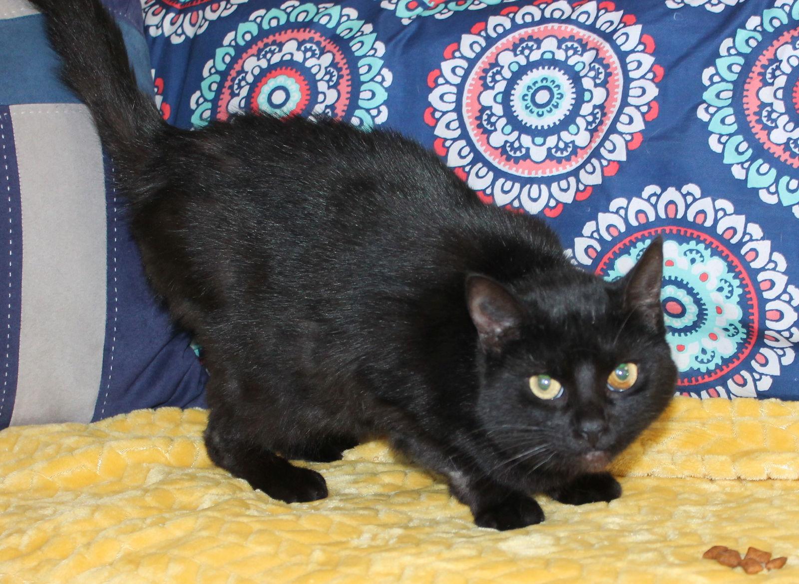 Enlarge Princess - 43158, a Adoptable Domestic Short Hair in Prattville, AL image 2/3