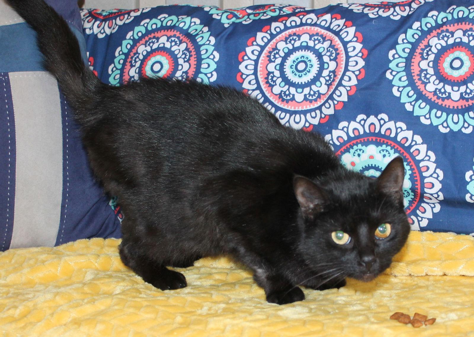 Enlarge Princess - 43158, a Adoptable Domestic Short Hair in Prattville, AL image 3/3