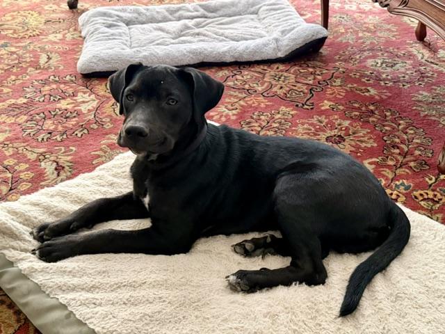 Enlarge Otis, a Adoptable mixed breed in Okemah, OK image 2/3