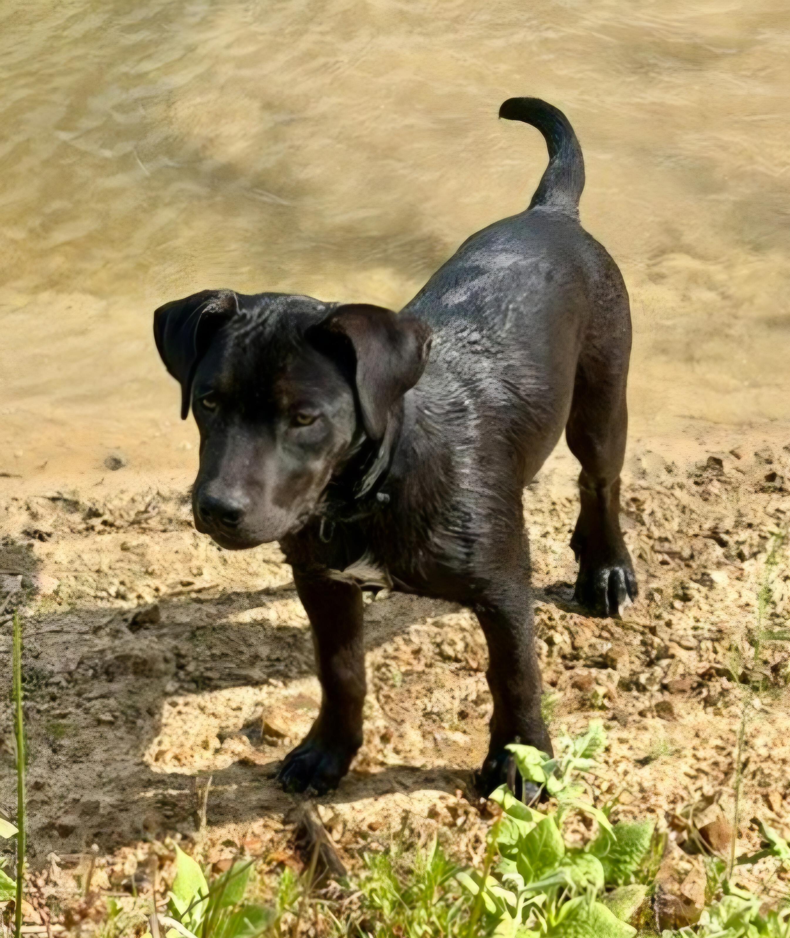 Enlarge Otis, a Adoptable mixed breed in Okemah, OK image 3/3