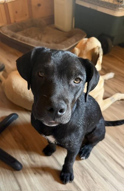 Enlarge Otis, a Adoptable mixed breed in Okemah, OK image 1/3