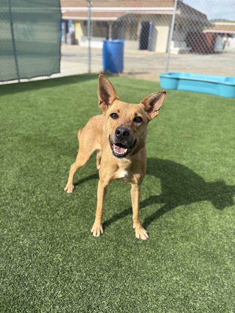 Enlarge IRIS, a Adoptable German Shepherd Dog in Castaic, CA image 1/1