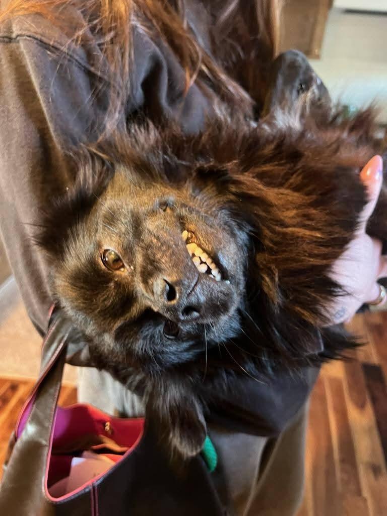 Enlarge Bear, an adopted mixed breed in Chesnee, SC image 4/5