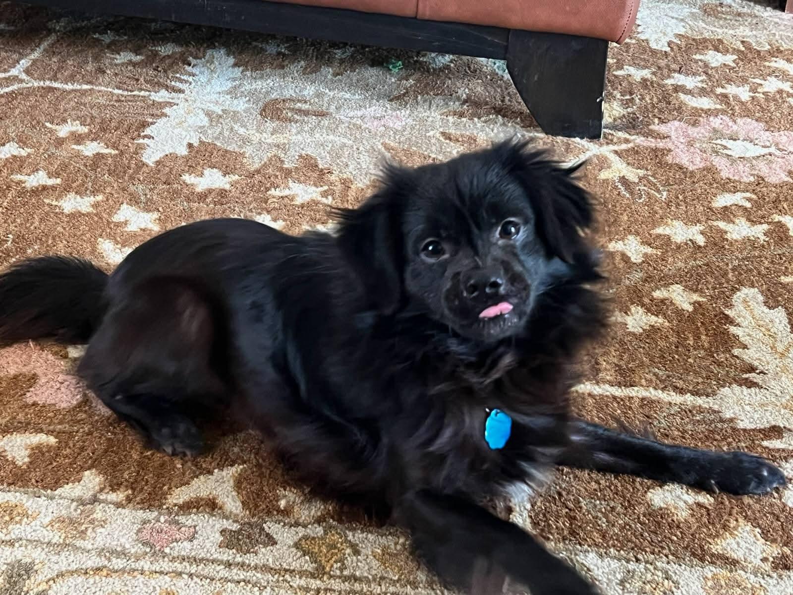 Bear, adopted, Young Male Tibetan Spaniel.