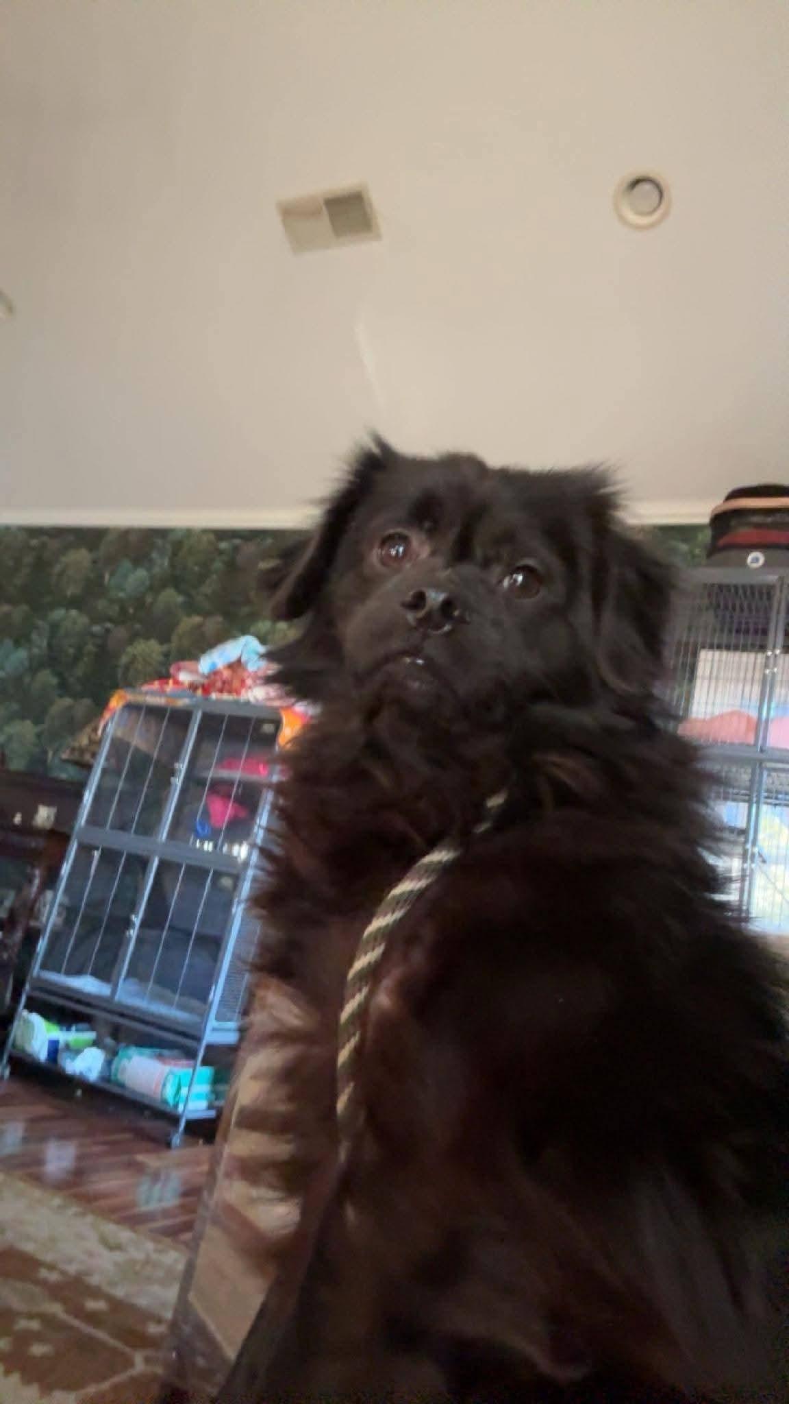 Enlarge Bear, an adopted mixed breed in Chesnee, SC image 5/5