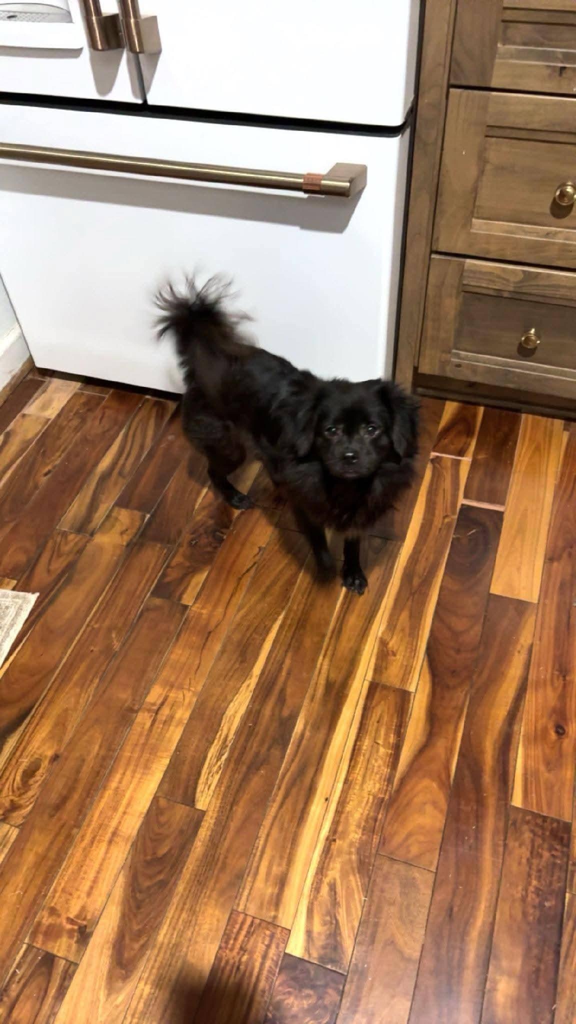 Enlarge Bear, an adopted mixed breed in Chesnee, SC image 2/5