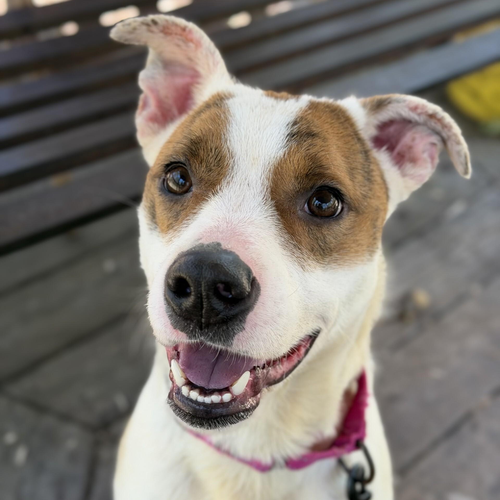Dolores, ADOPTABLE, Adult Female Terrier.