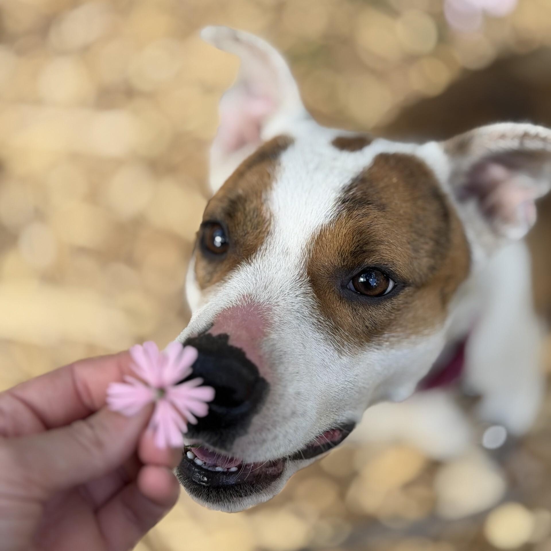 Dolores, a ADOPTABLE mixed breed in Grants Pass, OR image 2/2