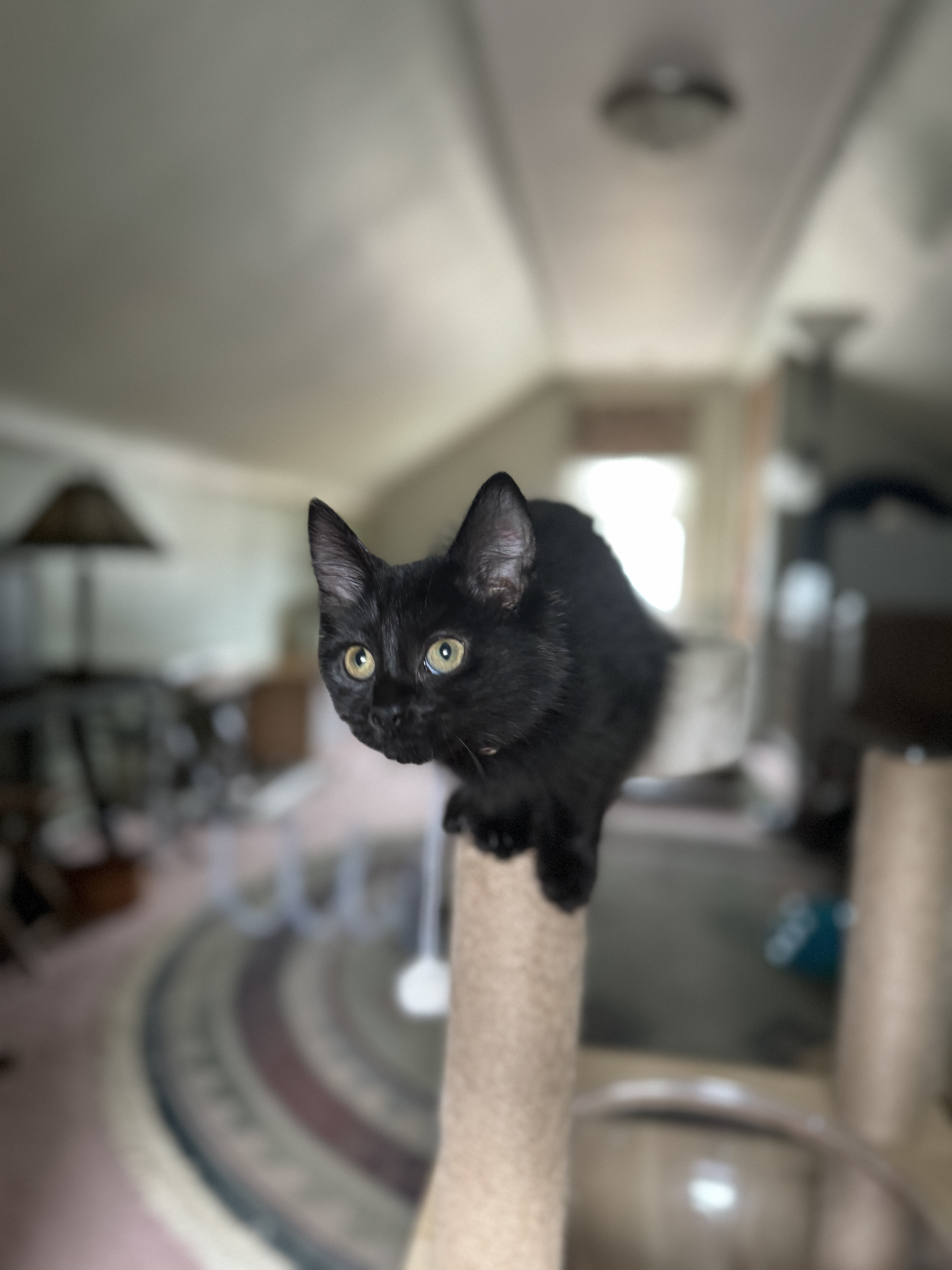 Elodie, a Adopted American Shorthair in Massillon, OH image 1/3