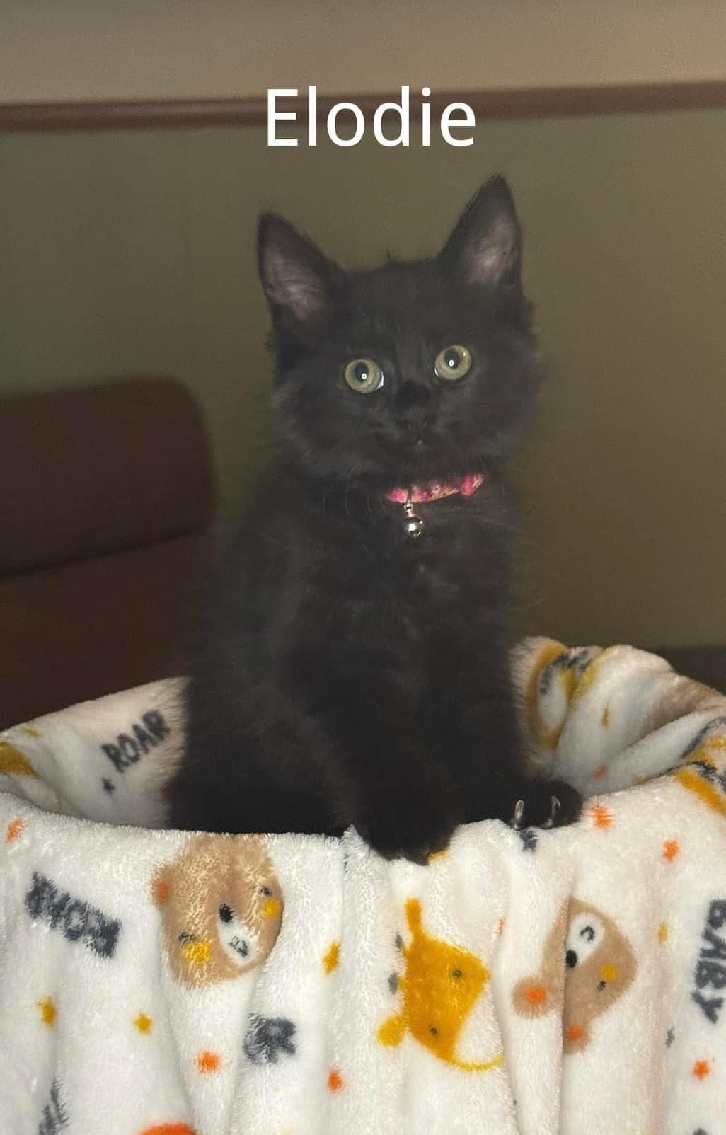 Elodie, a Adopted American Shorthair in Massillon, OH image 2/3