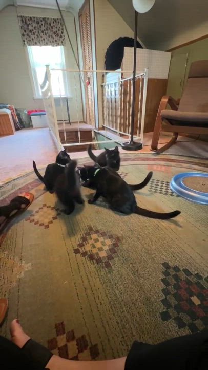 Enlarge Elodie, a Adopted American Shorthair in Massillon, OH video 3/3