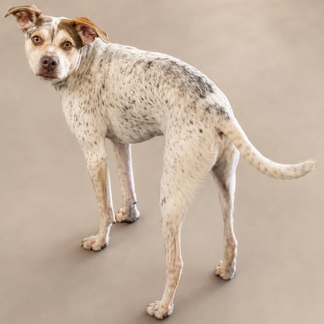 Iggy, a ADOPTABLE mixed breed in Rochester, NY image 3/5