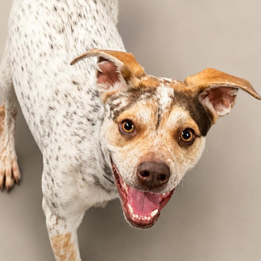 Iggy, a ADOPTABLE mixed breed in Rochester, NY image 2/5