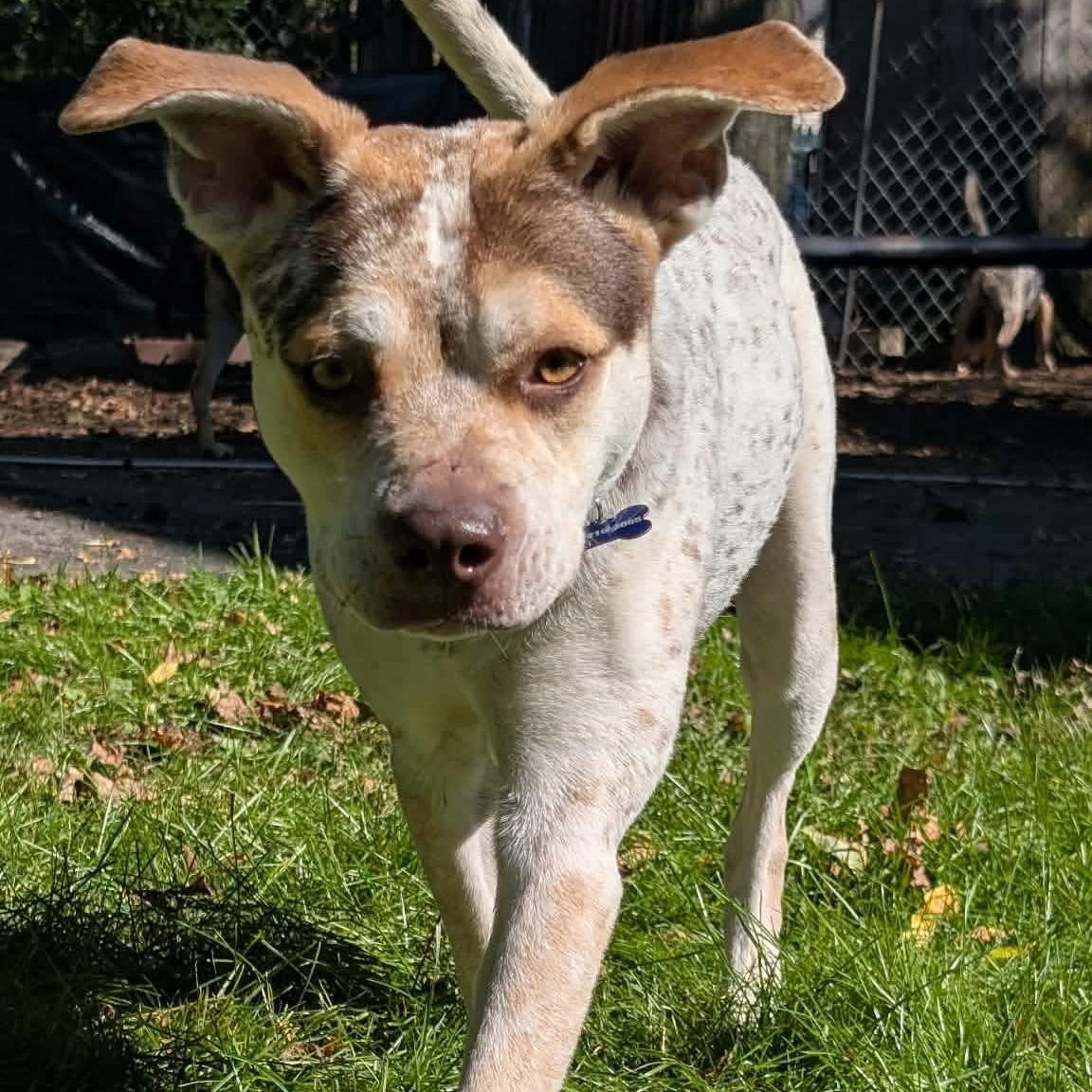 Enlarge Iggy, a Adoptable mixed breed in Rochester, NY image 2/6