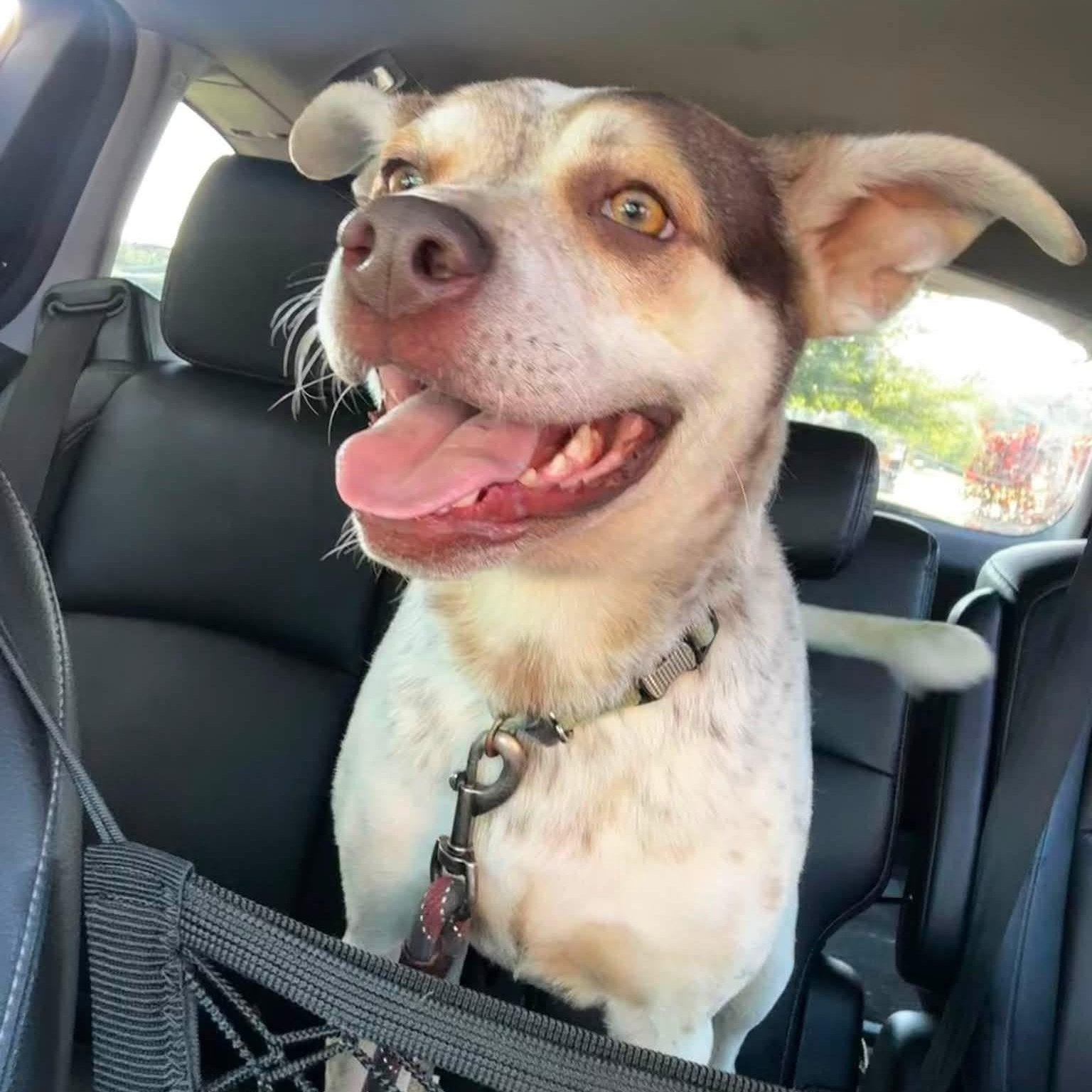 Iggy, a ADOPTABLE mixed breed in Rochester, NY image 5/5