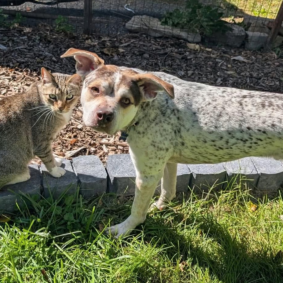 Enlarge Iggy, a Adoptable mixed breed in Rochester, NY image 6/6