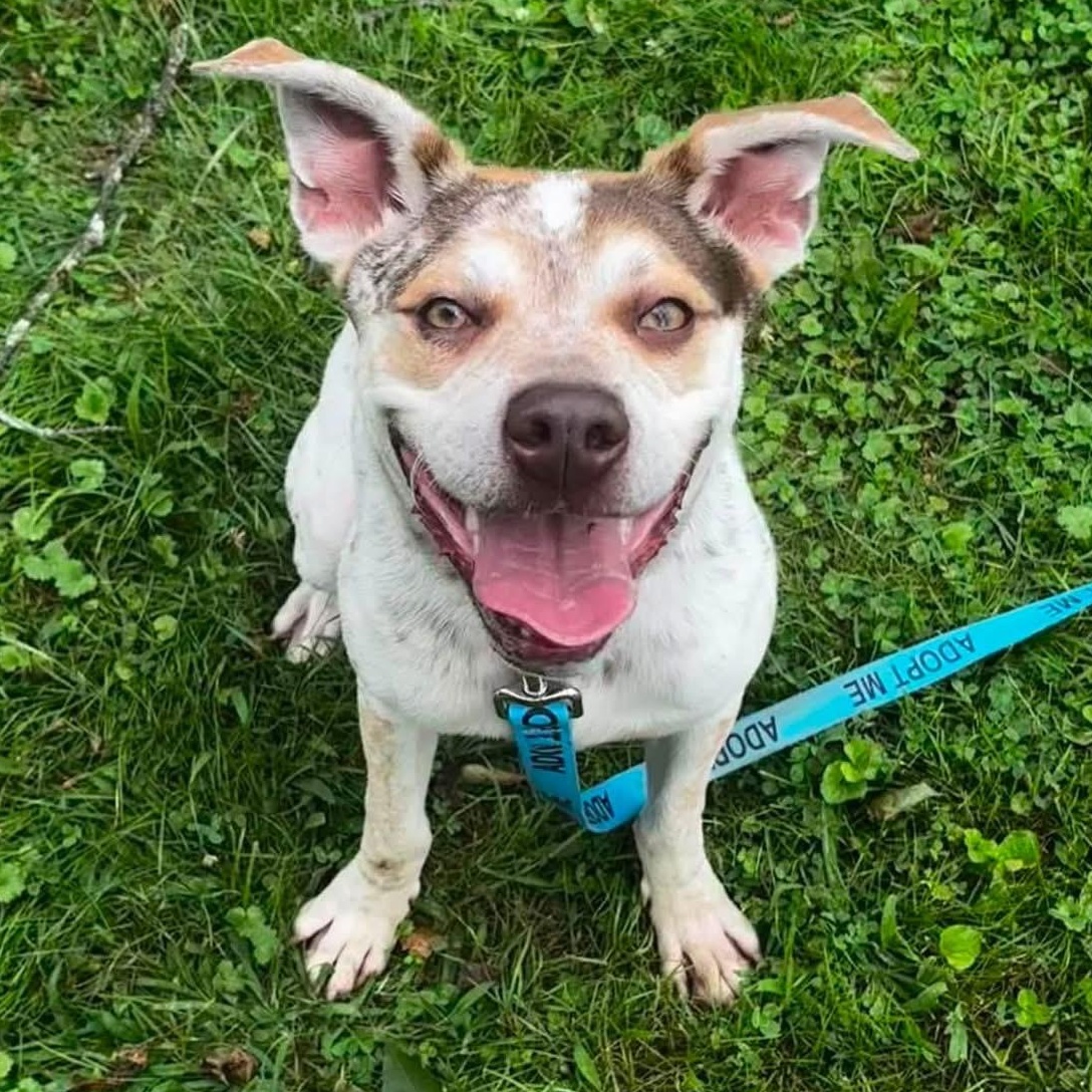 Iggy, ADOPTABLE, Young Male Cattle Dog & Pit Bull Terrier.