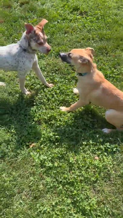 Enlarge Iggy, a ADOPTABLE mixed breed in Rochester, NY video 4/5