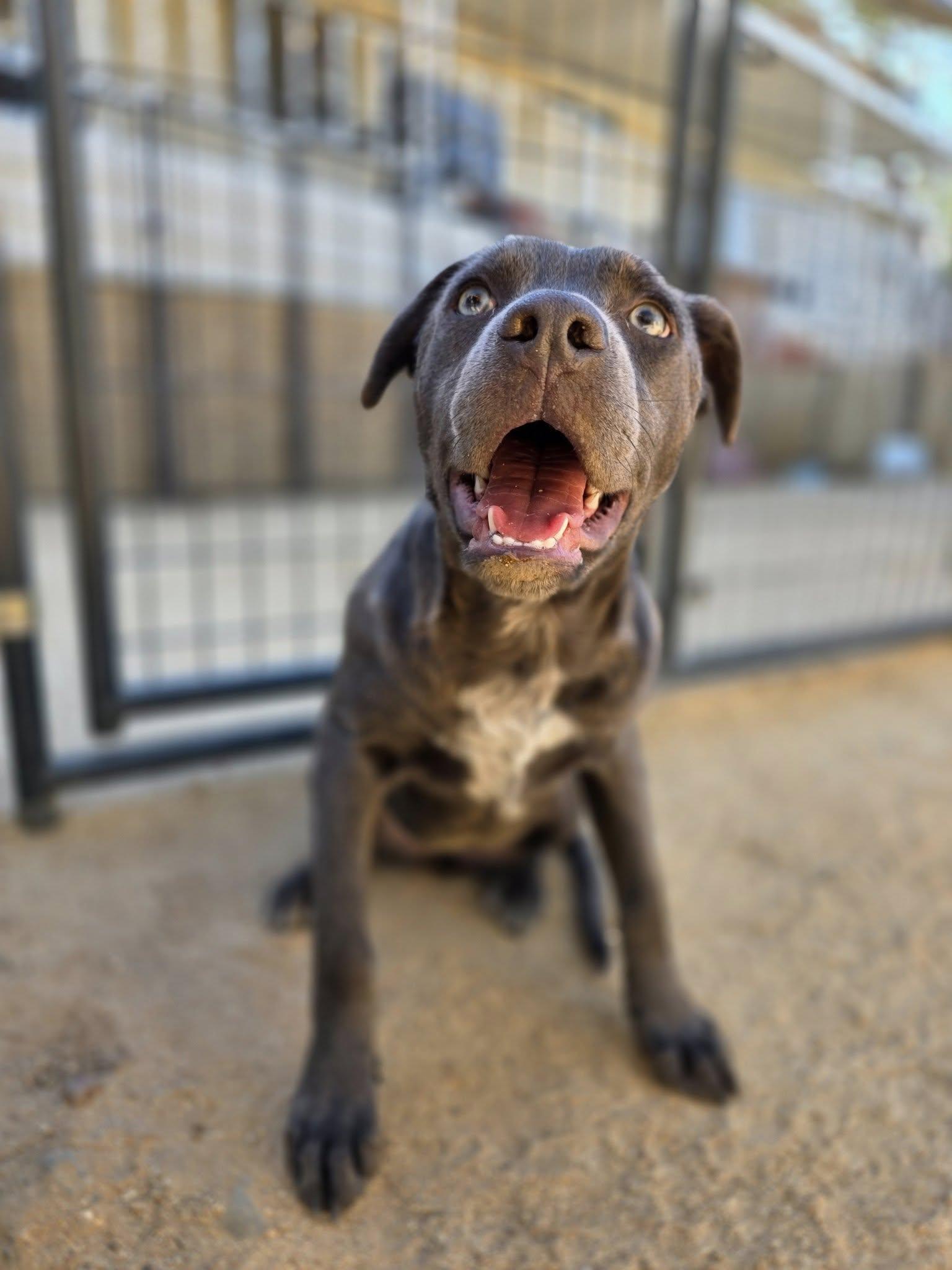 Enlarge Edie, a ADOPTABLE mixed breed in Bodfish, CA image 1/1