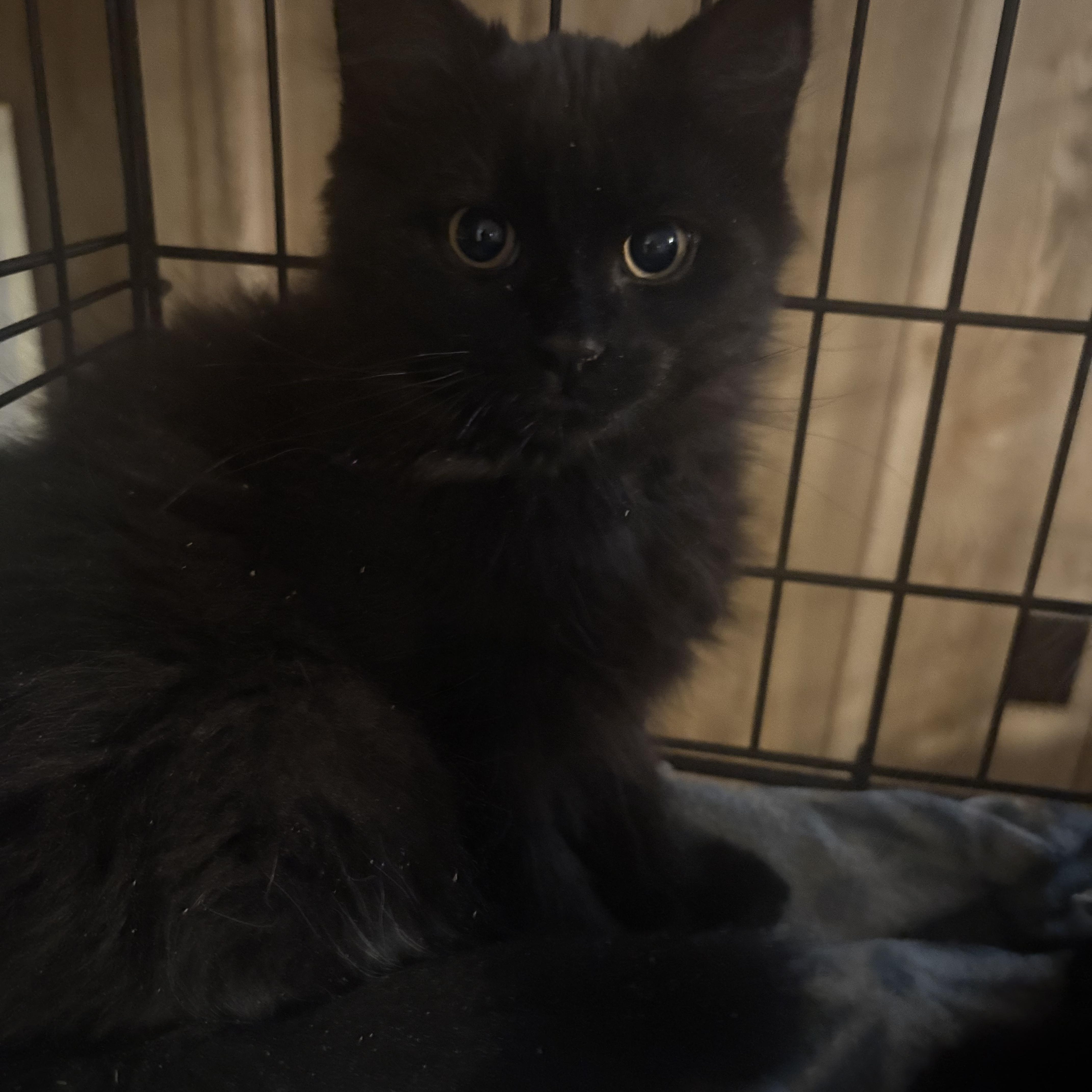 Gigi, adopted, Young Female Domestic Long Hair.