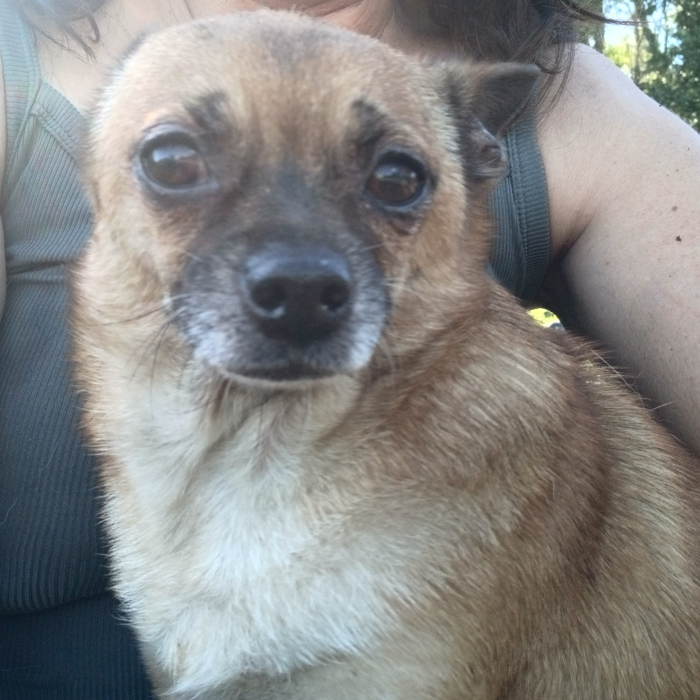 Georgie, a Adoptable Chihuahua in Boca Raton, FL image 1/2