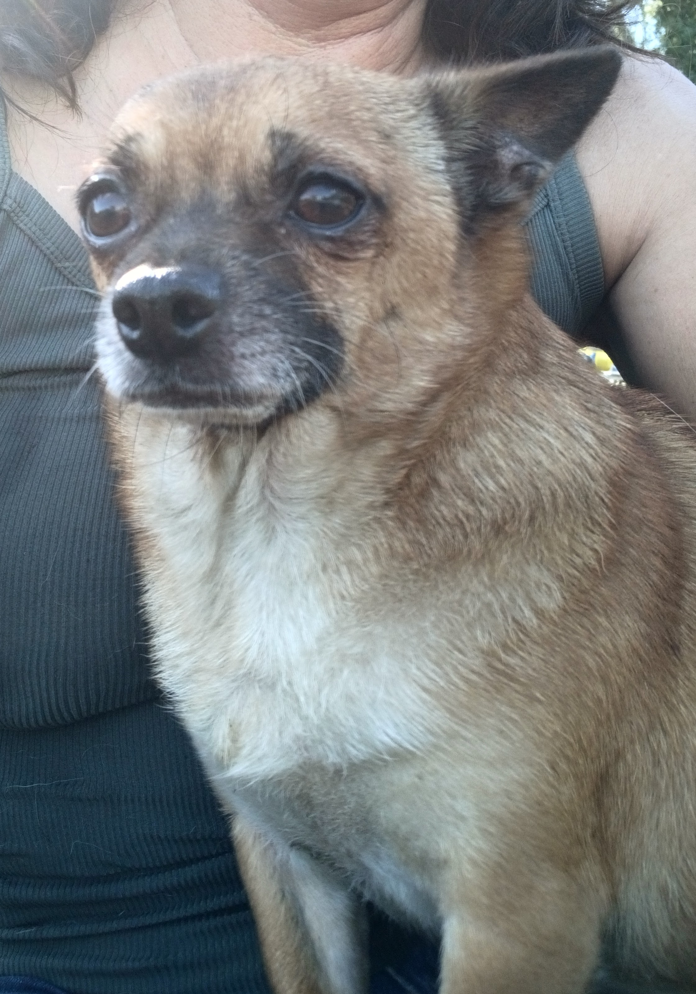 Georgie, a Adoptable Chihuahua in Boca Raton, FL image 2/2