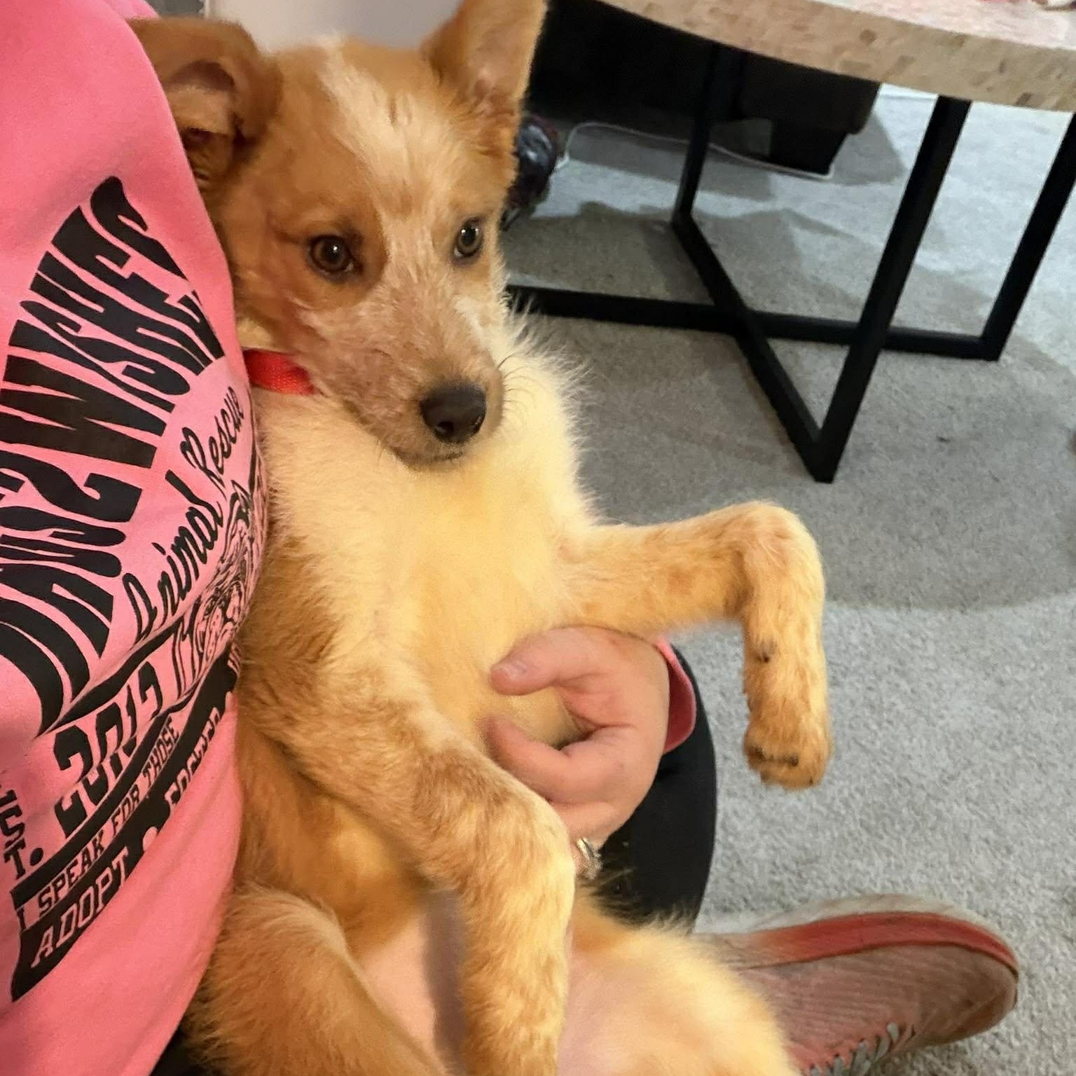 Enlarge Boots ~ in foster care , a ADOPTABLE mixed breed in Minooka, IL image 3/4