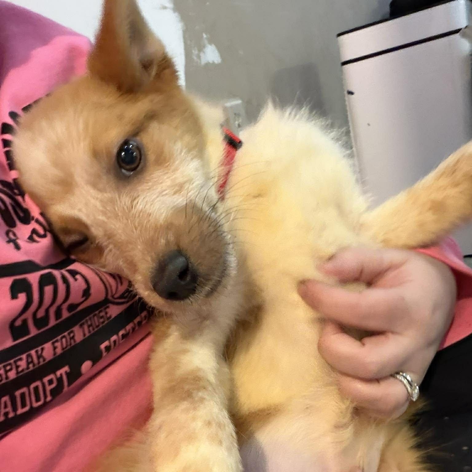 Enlarge Boots ~ in foster care , a ADOPTABLE mixed breed in Minooka, IL image 2/4