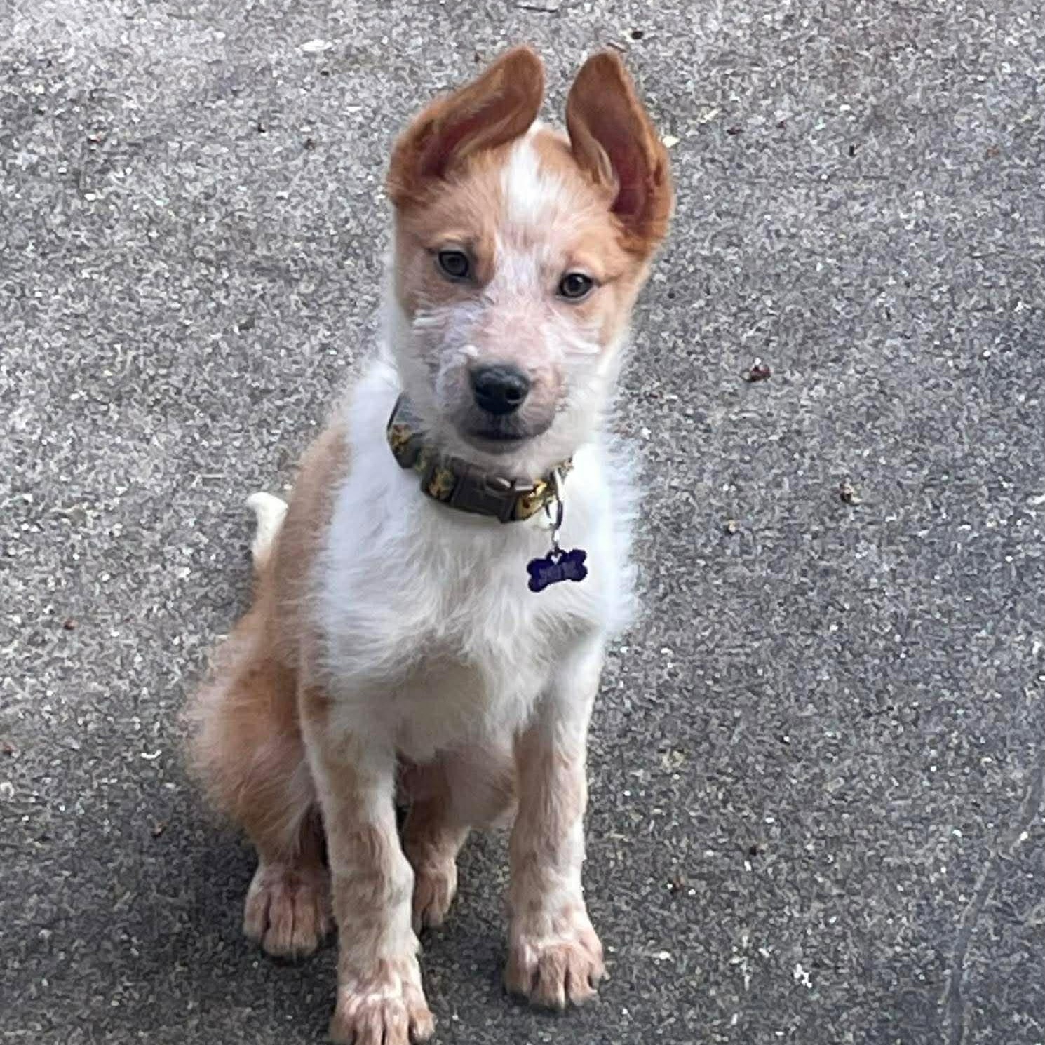 Boots ~ in foster care , ADOPTABLE, Puppy Male Siberian Husky.