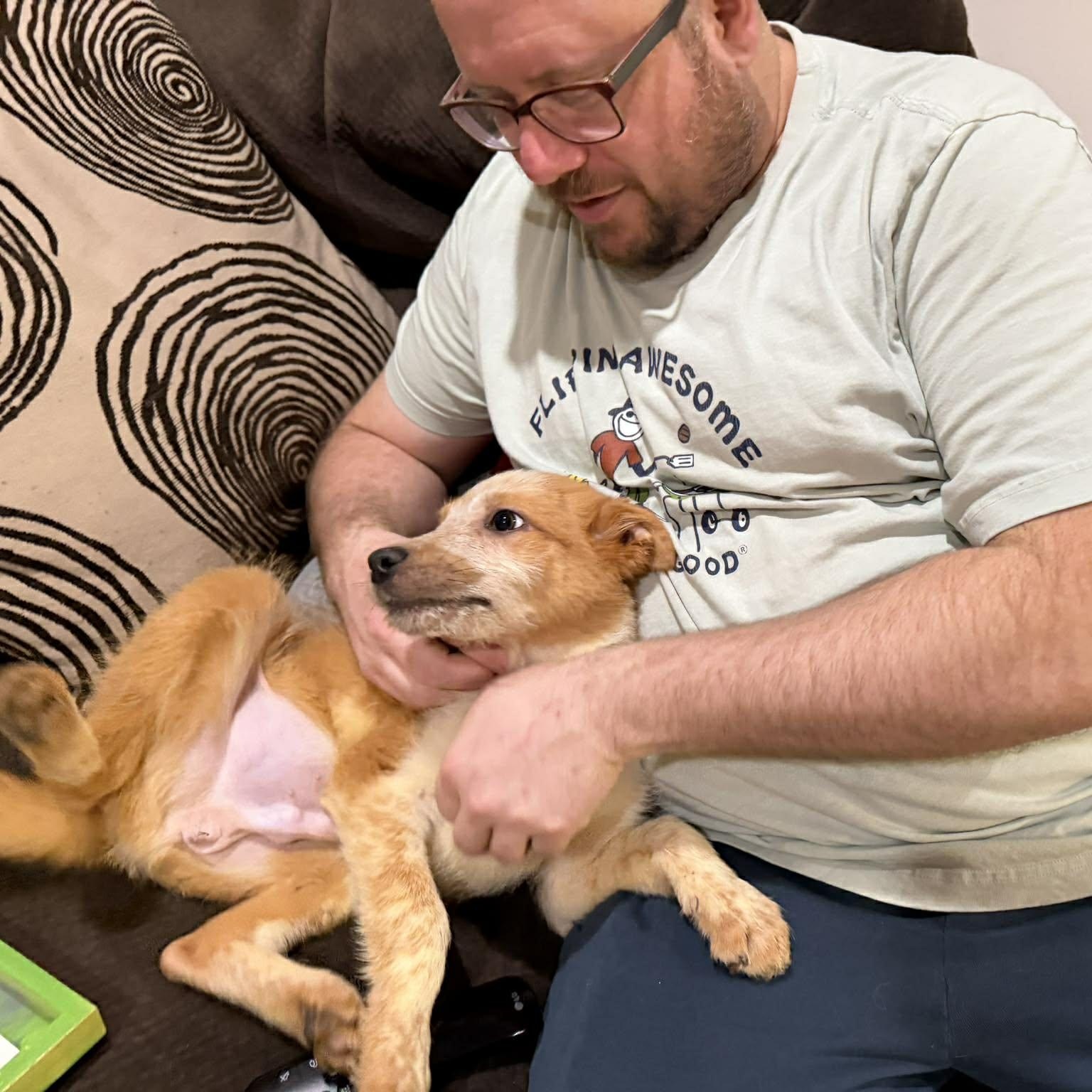 Enlarge Boots ~ in foster care , a ADOPTABLE mixed breed in Minooka, IL image 4/4