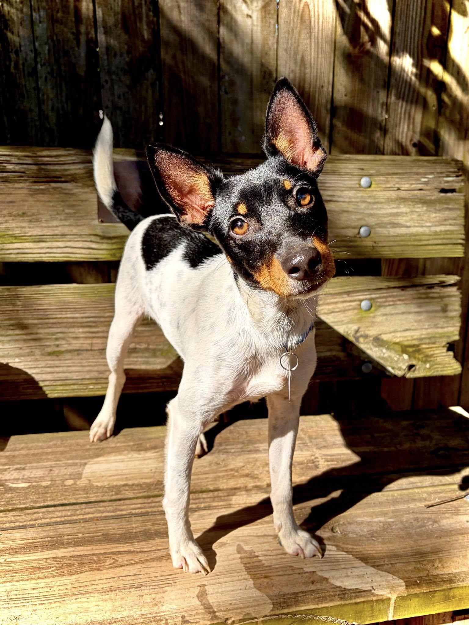 Pancake, ADOPTABLE, Adult Male Terrier.