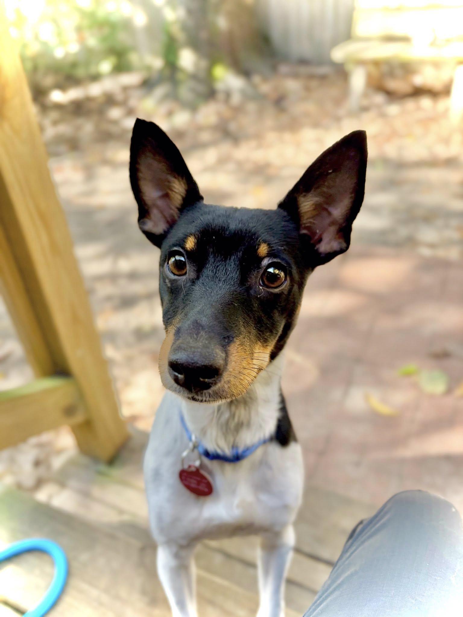 Pancake, a ADOPTABLE mixed breed in Baton Rouge, LA image 2/2