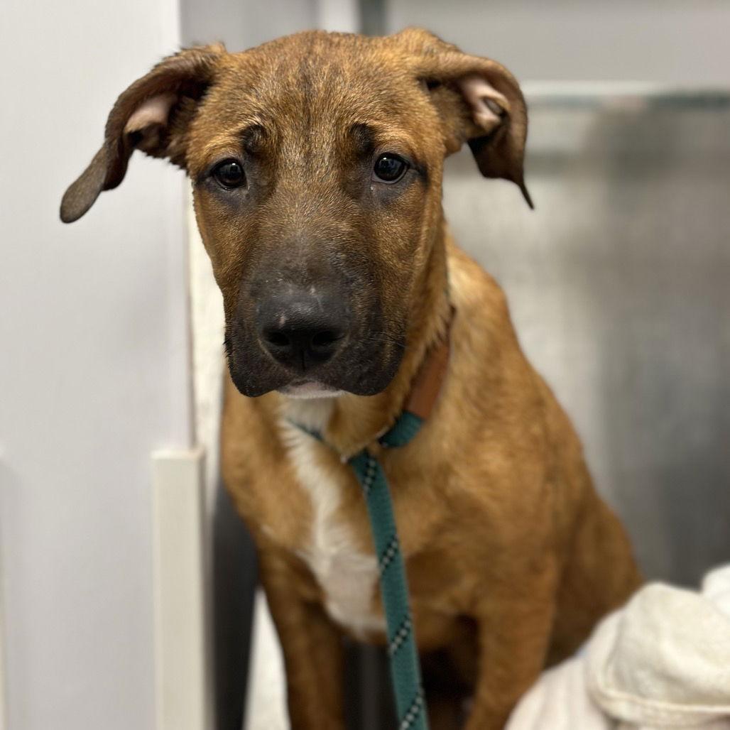 Enlarge Munster, a Adopted mixed breed in Rohnert Park, CA image 1/1