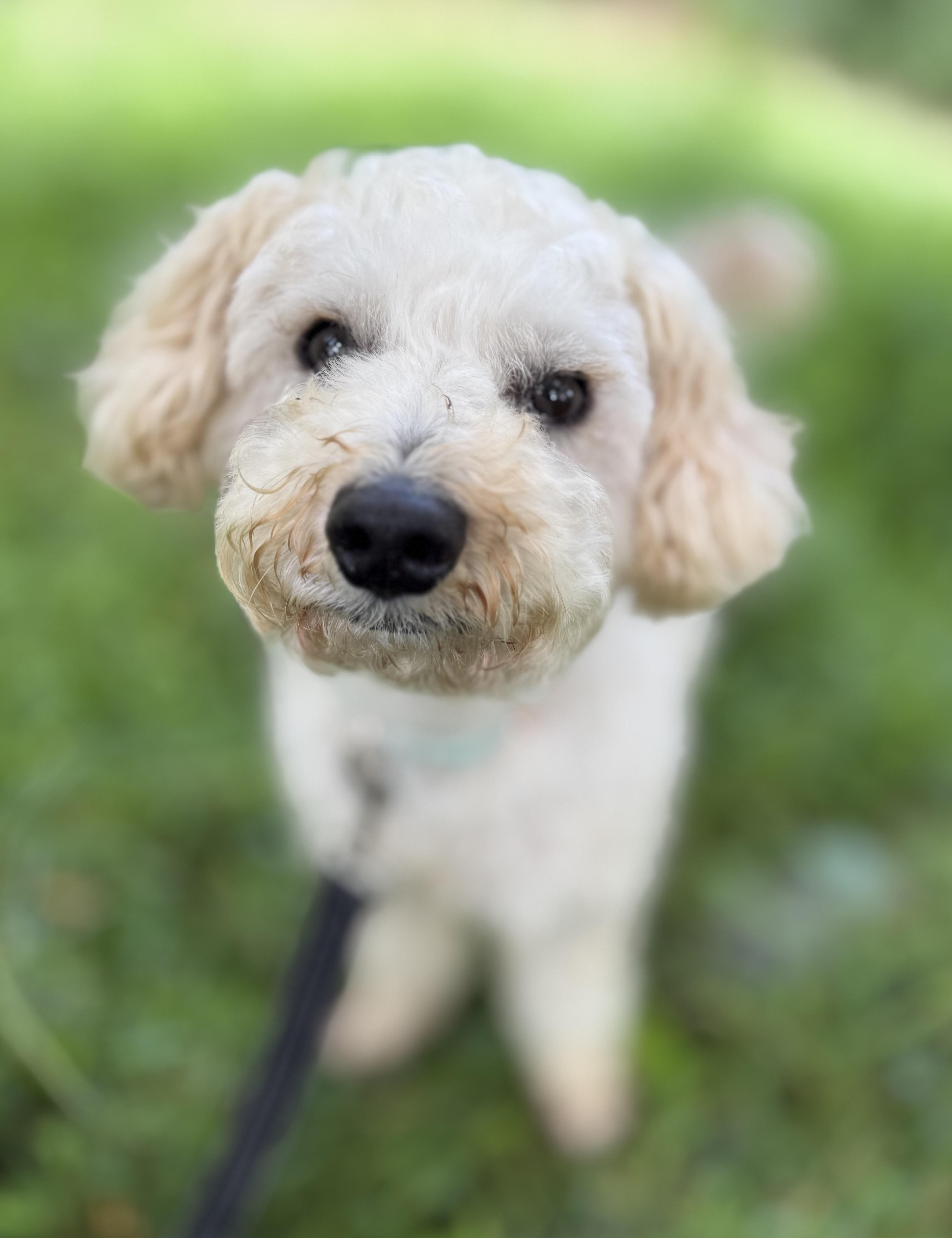 Enlarge Croissant, an adopted mixed breed in Tomkins Cove, NY image 2/6