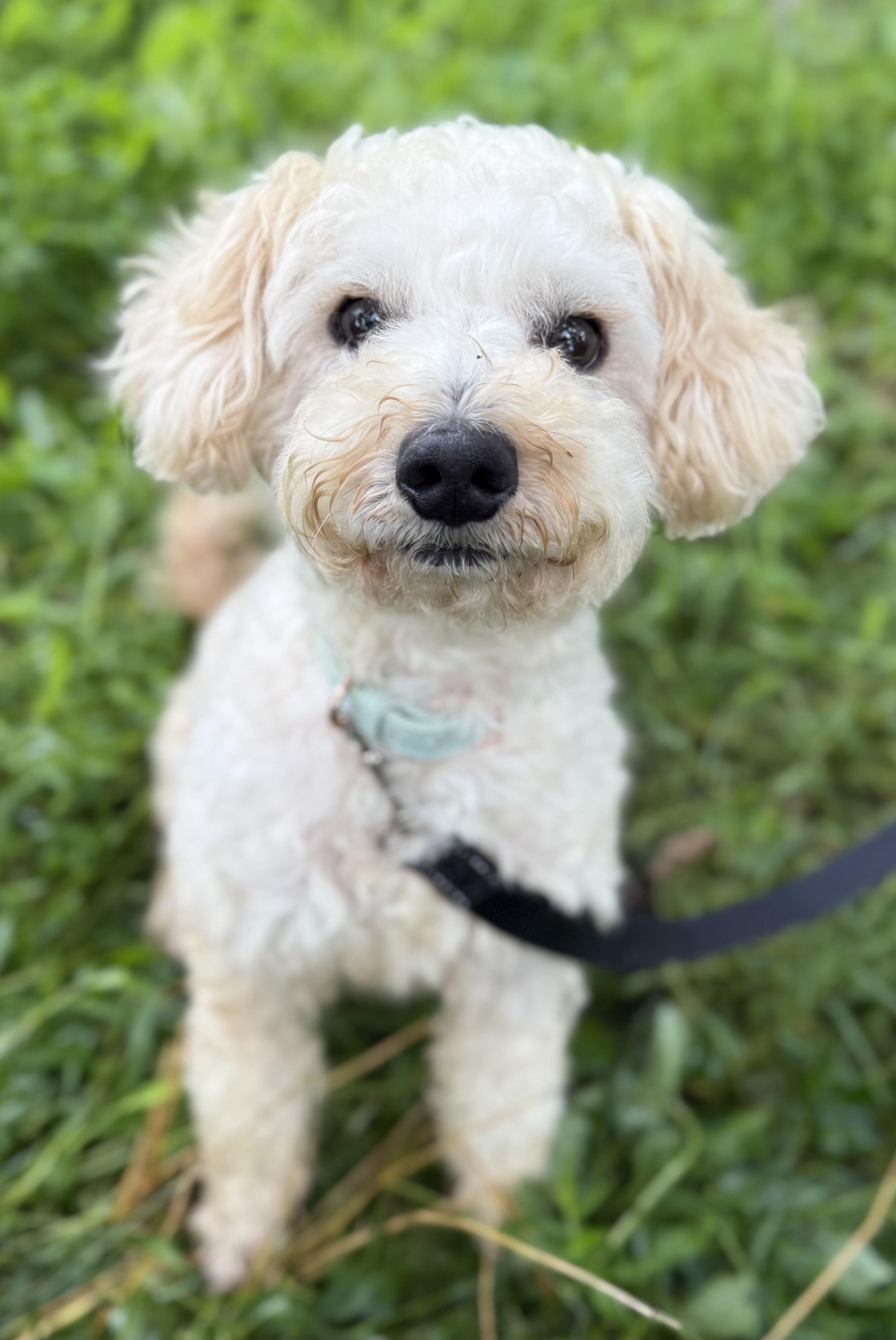 Croissant, adopted, Adult Male Poodle (Toy).