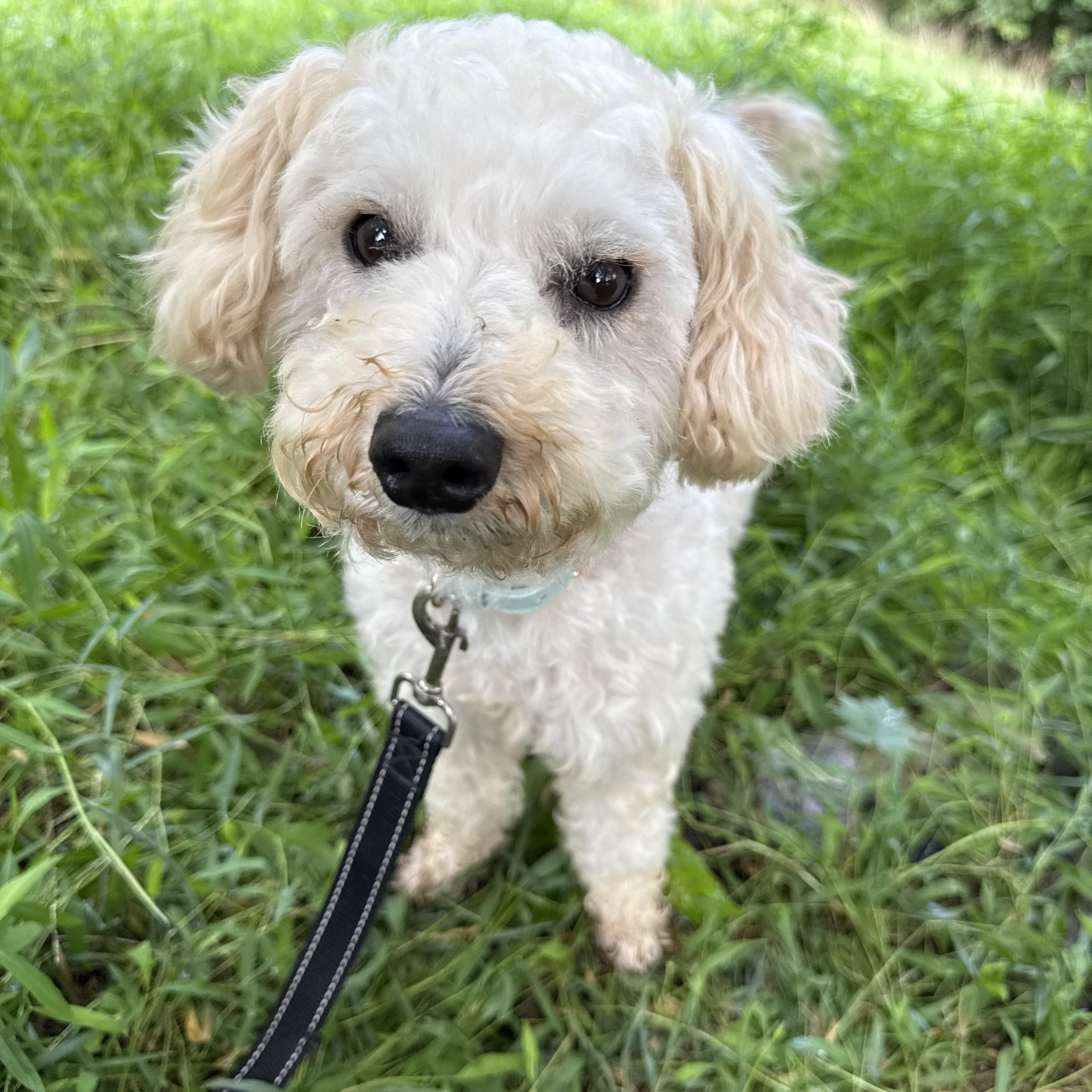 Enlarge Croissant, an adopted mixed breed in Tomkins Cove, NY image 4/6