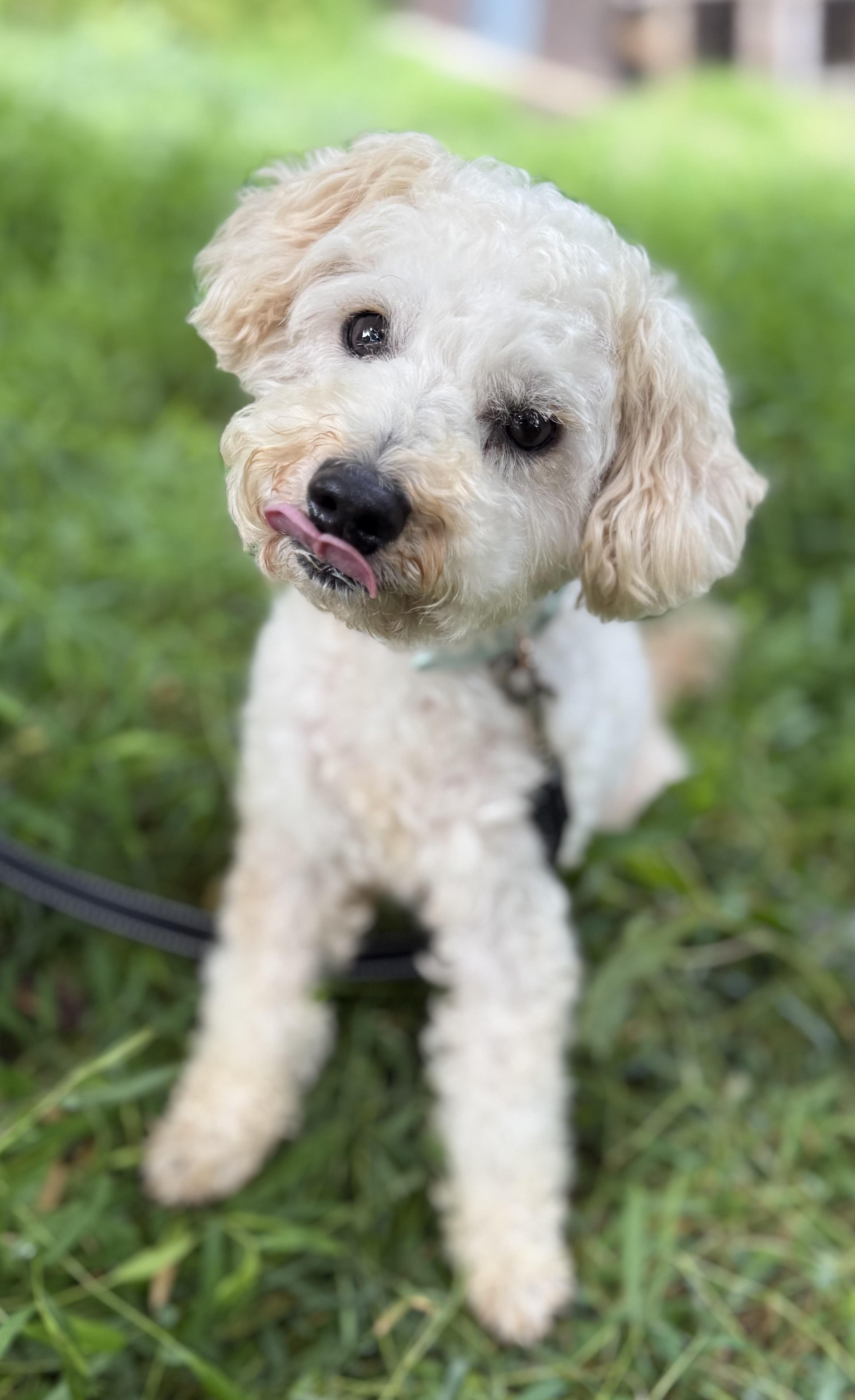 Enlarge Croissant, an adopted mixed breed in Tomkins Cove, NY image 3/6