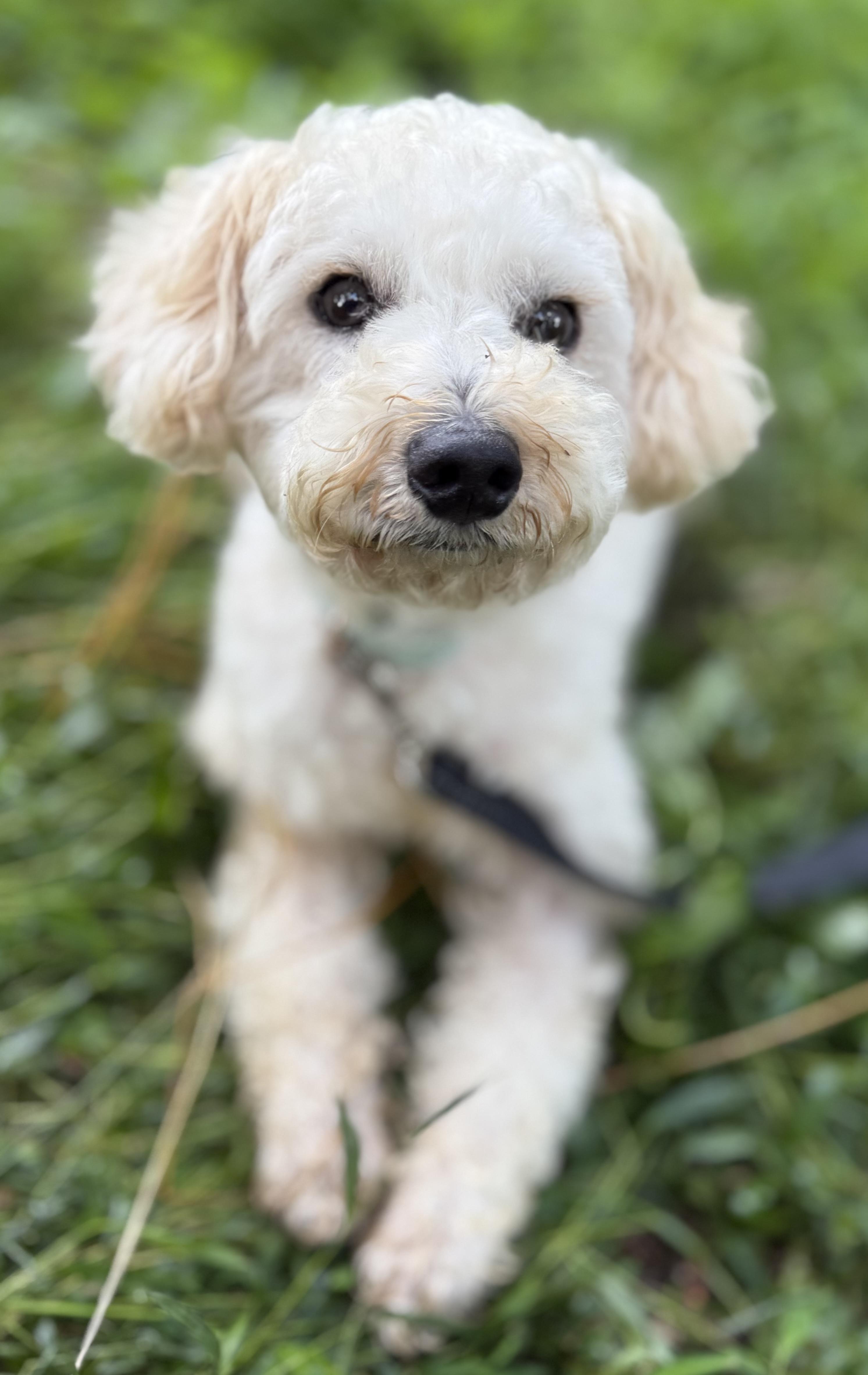 Enlarge Croissant, an adopted mixed breed in Tomkins Cove, NY image 6/6