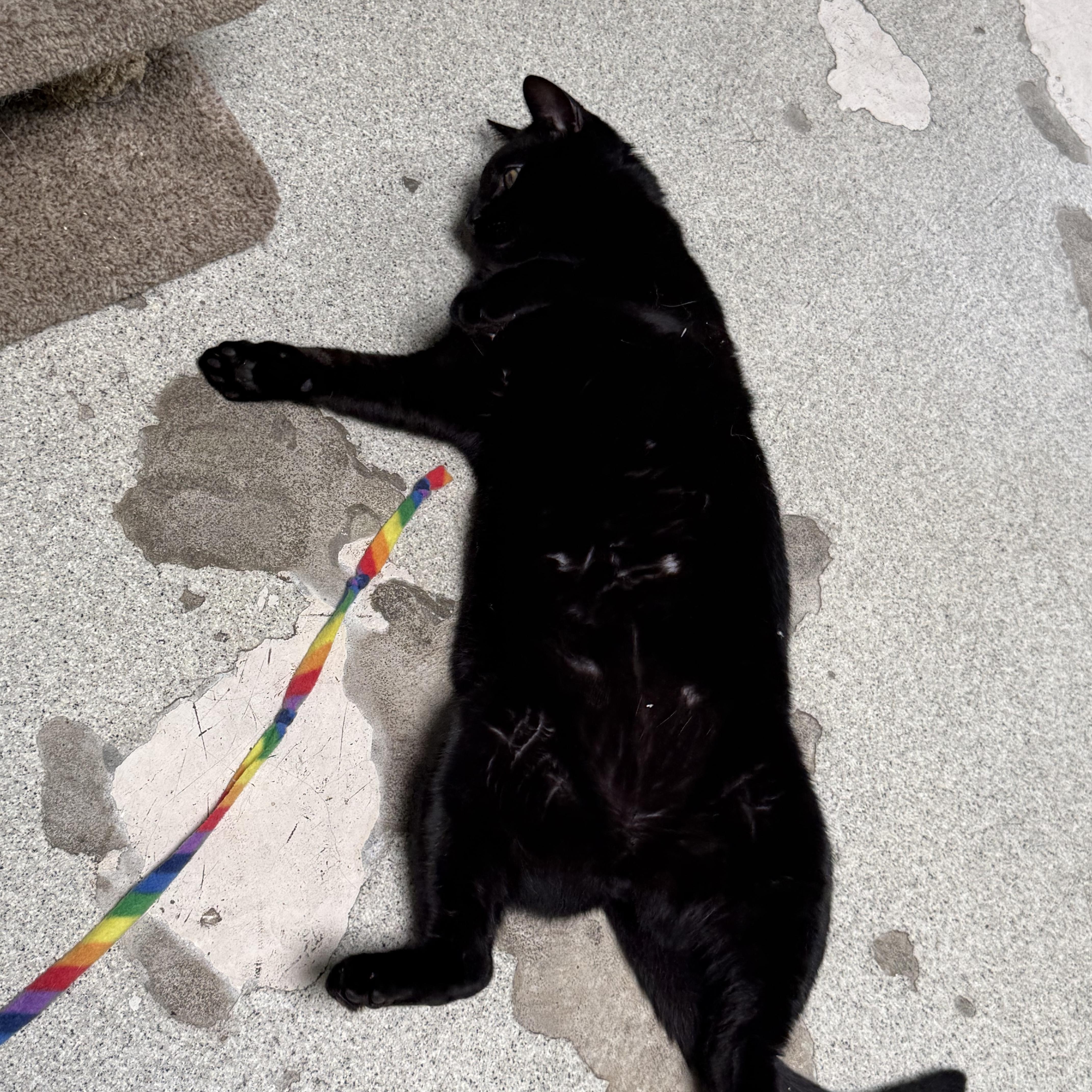 Munchie, a ADOPTABLE Domestic Short Hair in Newport Beach, CA image 6/6
