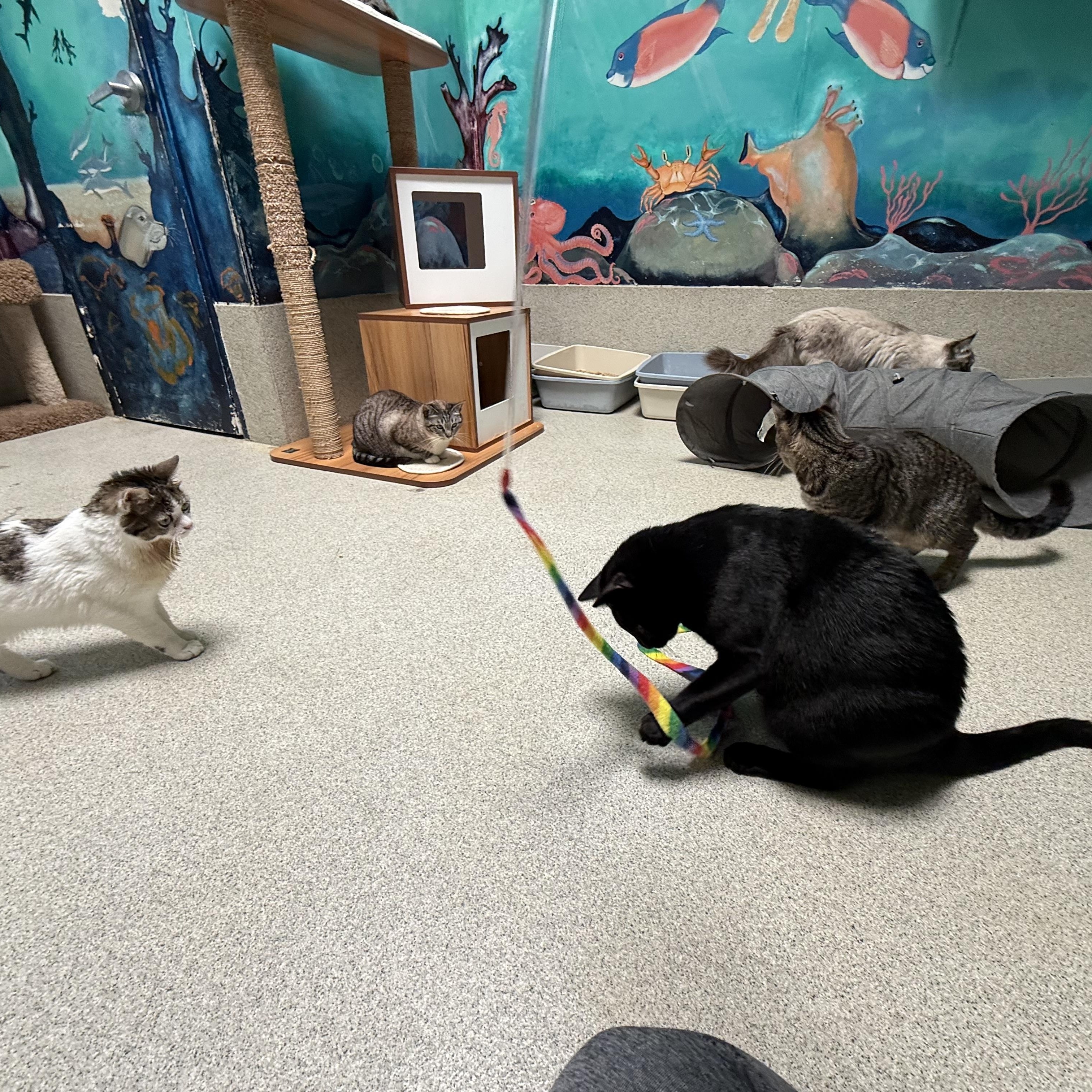 Munchie, a ADOPTABLE Domestic Short Hair in Newport Beach, CA image 3/6