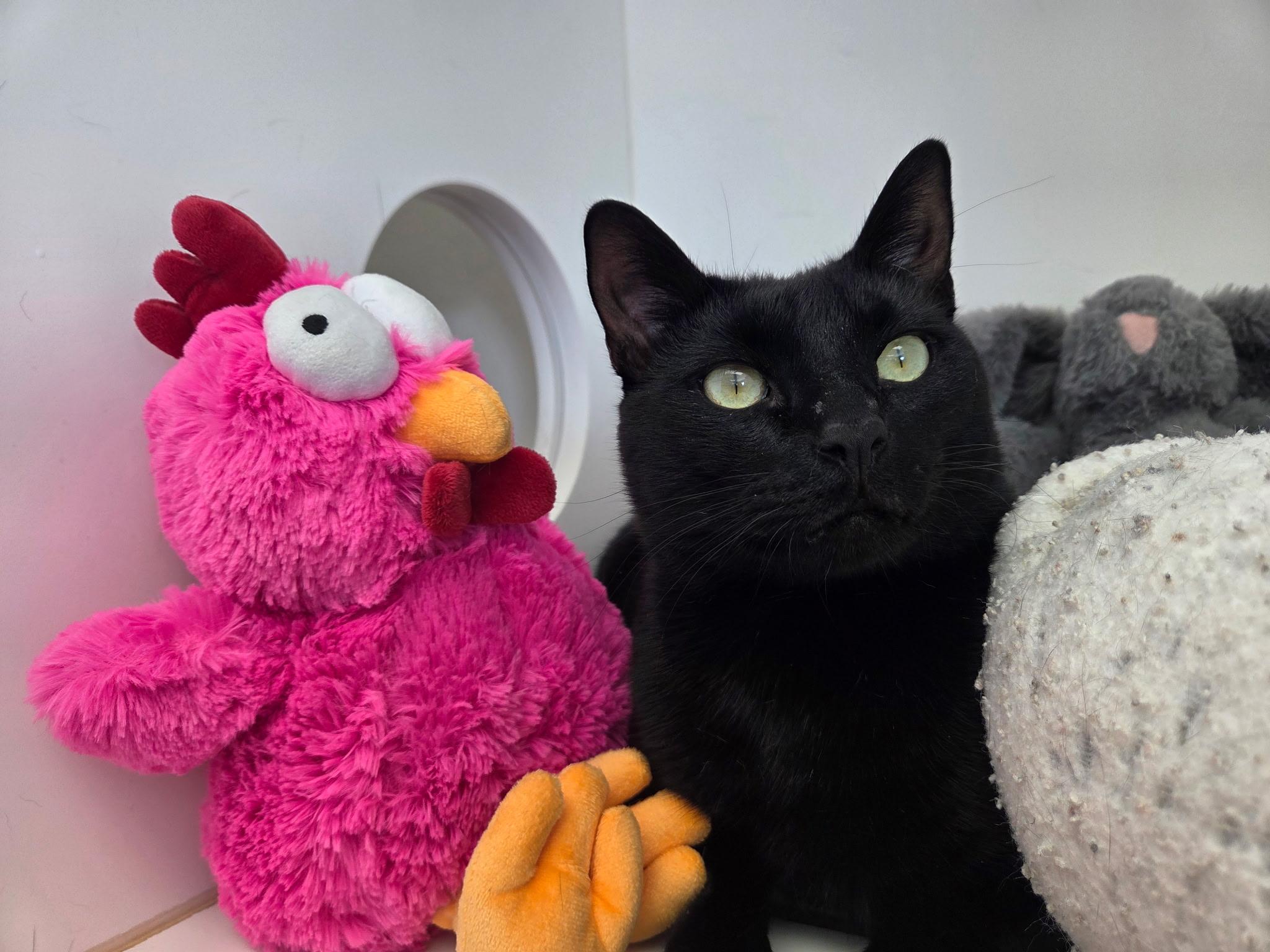 Munchie, a ADOPTABLE Domestic Short Hair in Newport Beach, CA image 2/6