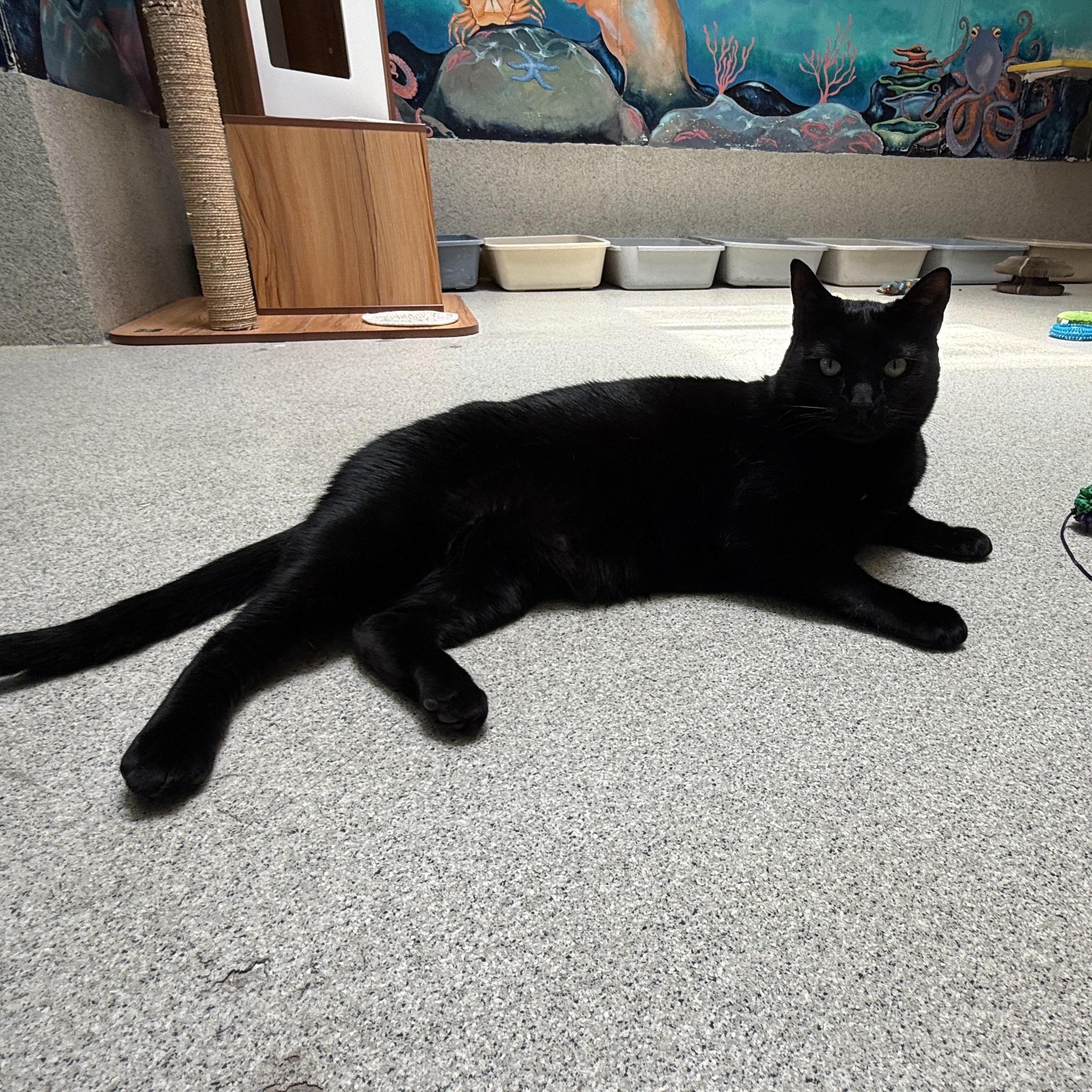Munchie, ADOPTABLE, Adult Male Domestic Short Hair.