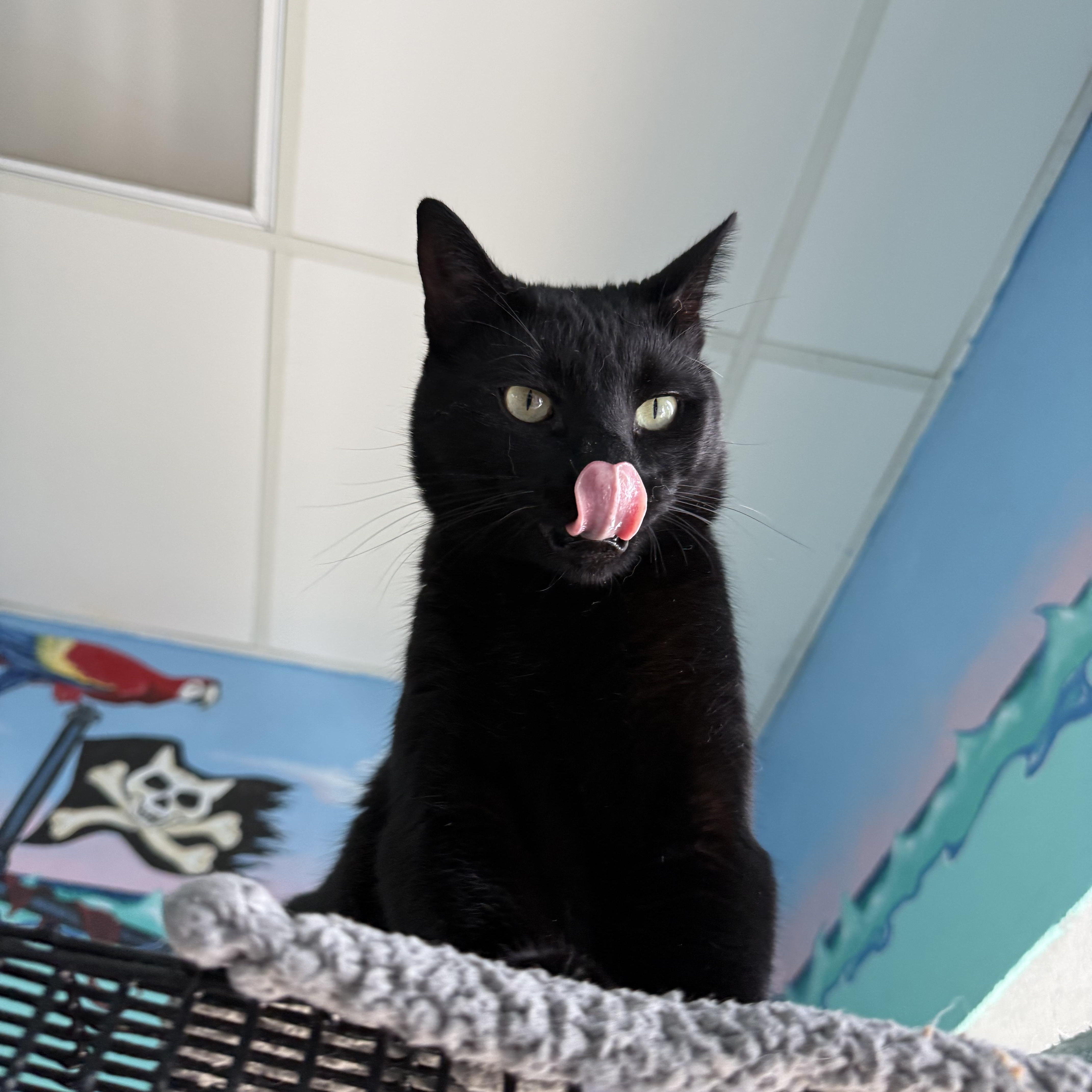 Munchie, a ADOPTABLE Domestic Short Hair in Newport Beach, CA image 4/6