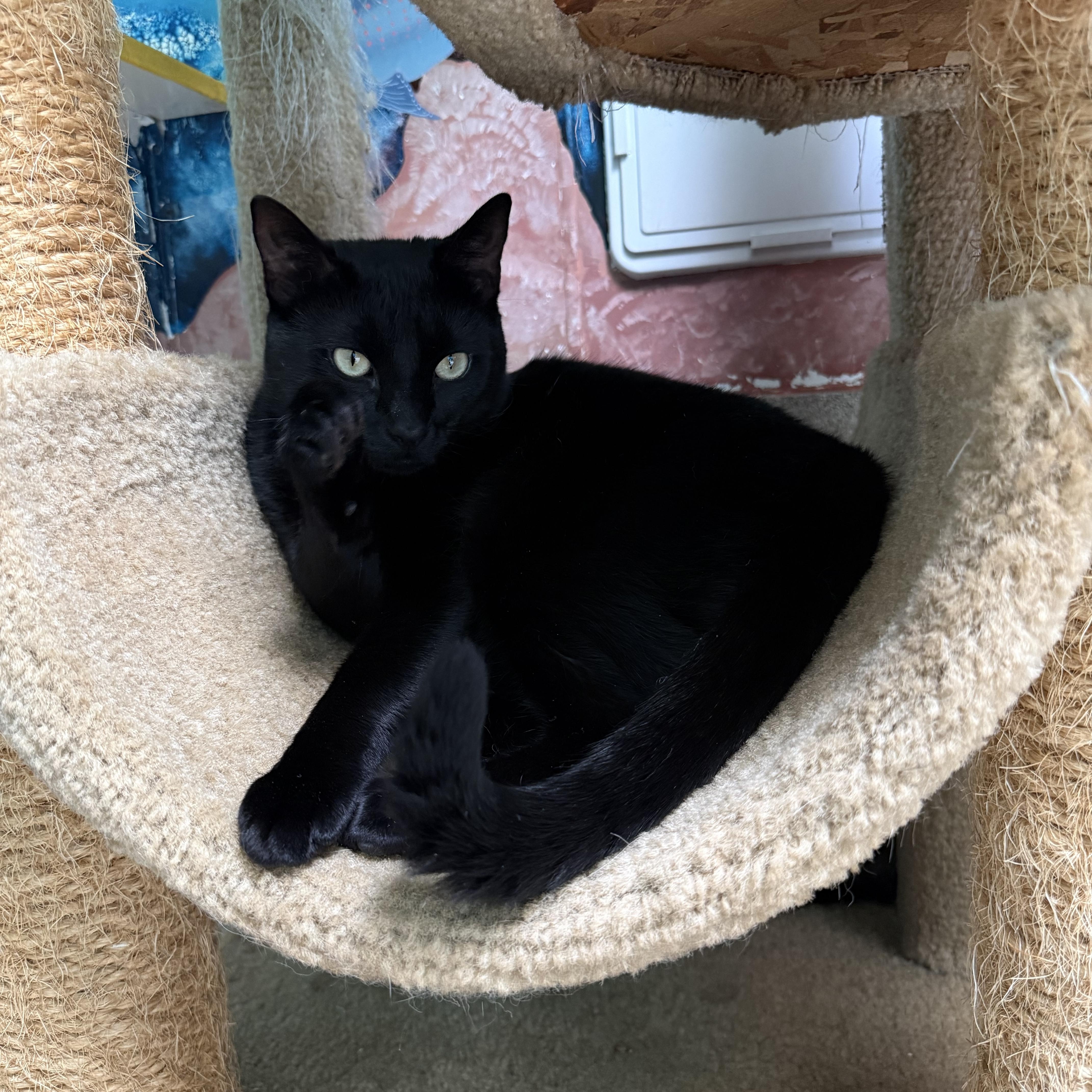 Munchie, a ADOPTABLE Domestic Short Hair in Newport Beach, CA image 5/6