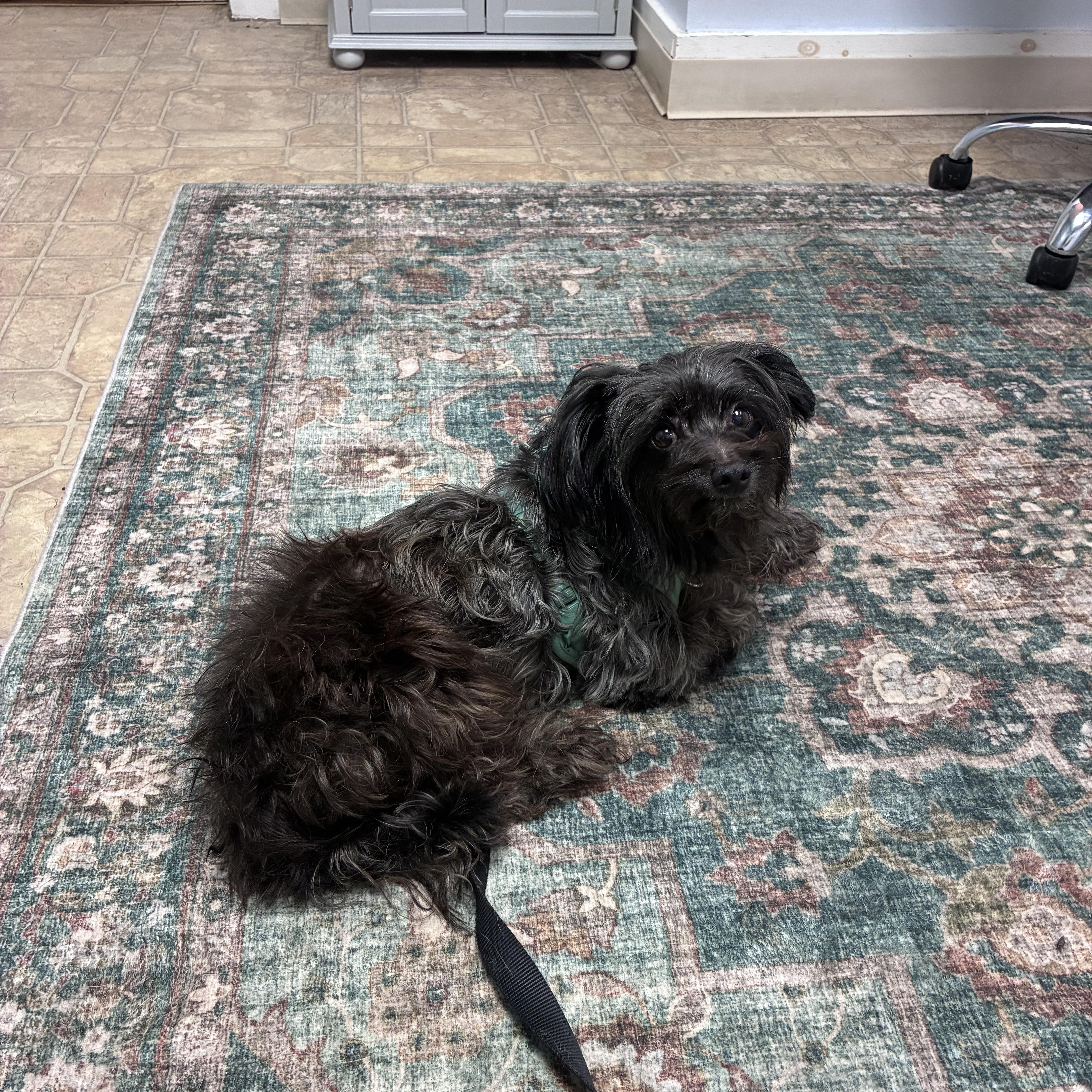 Midnight, adopted, Adult Male Norwich Terrier & Shih Tzu.