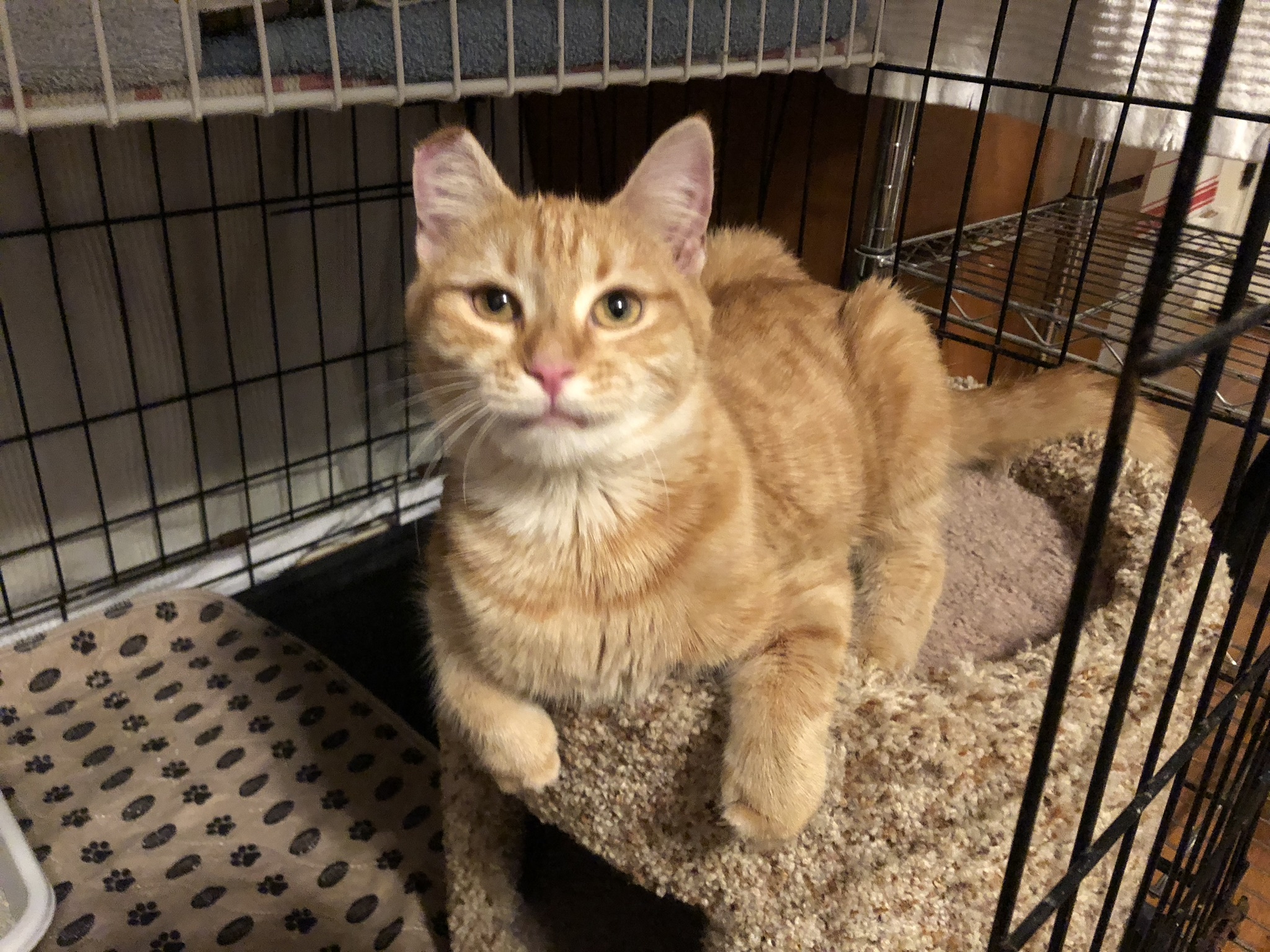 Penny, a Adoptable mixed breed image 4/11