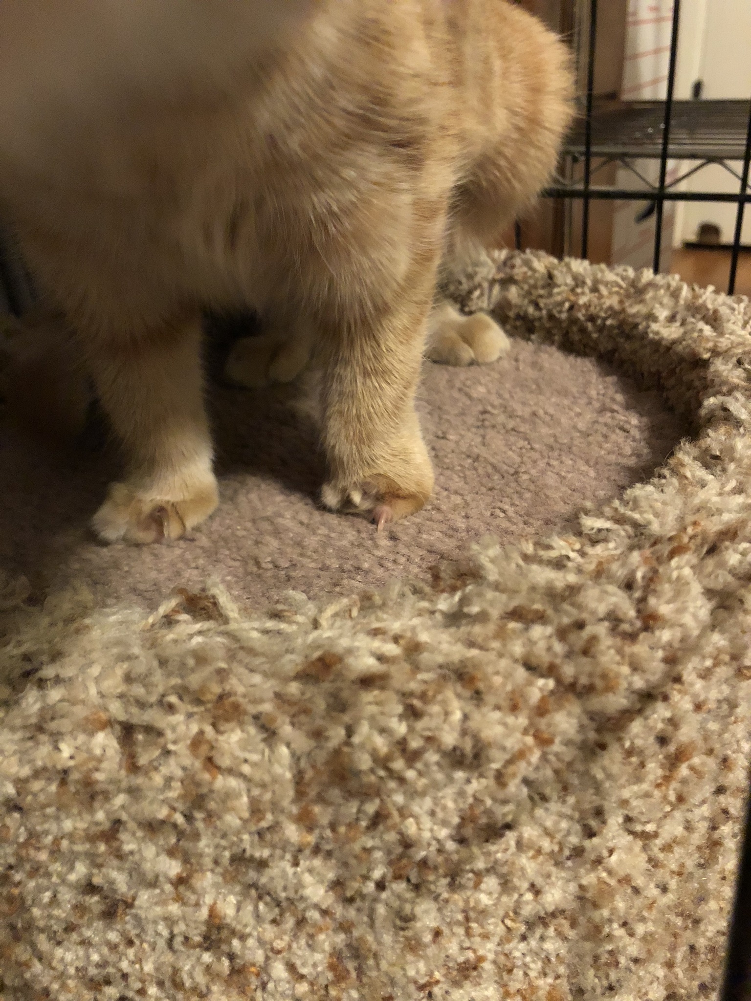 Penny, a Adoptable mixed breed image 5/11