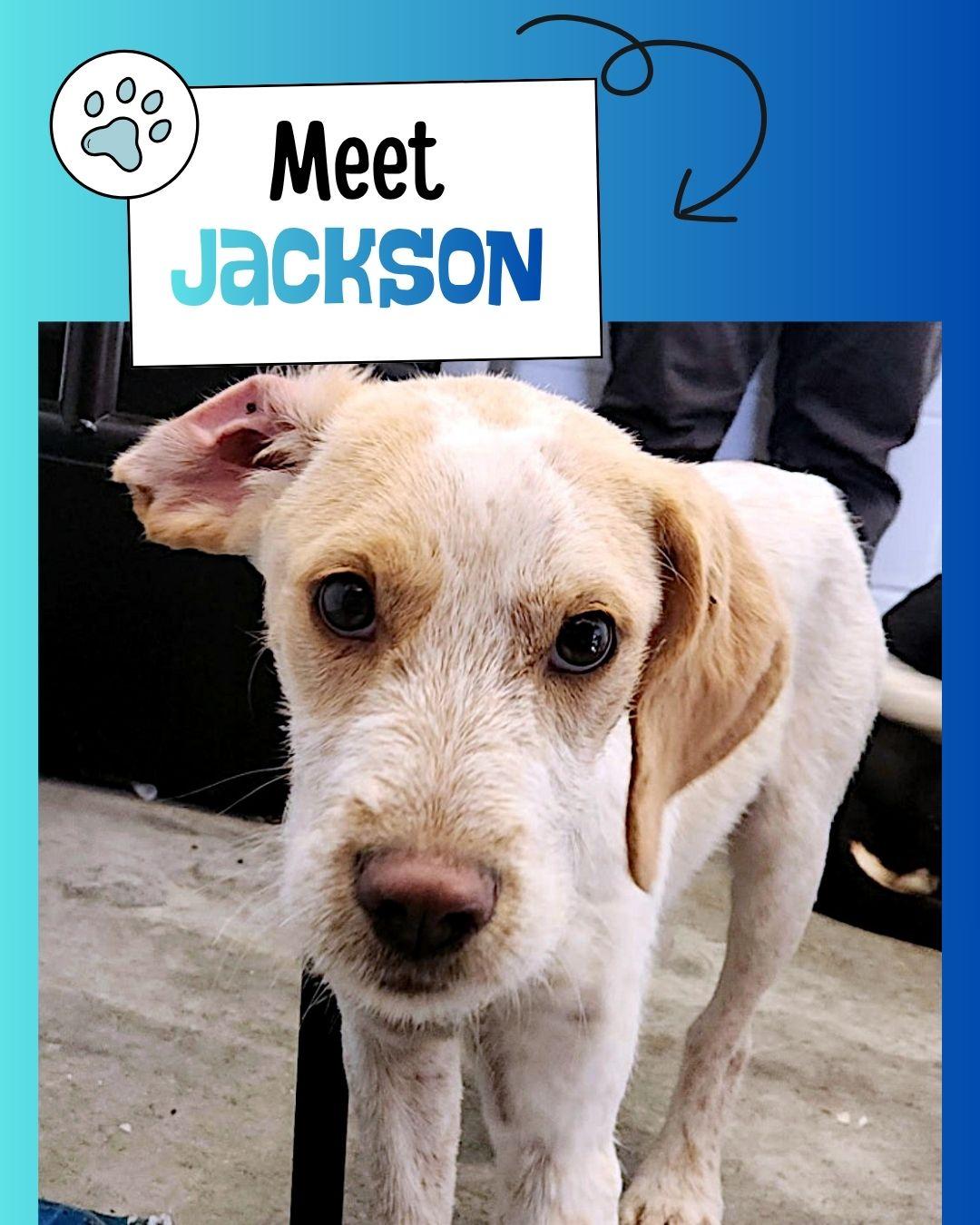 Jackson, ADOPTABLE, Young Male Beagle.